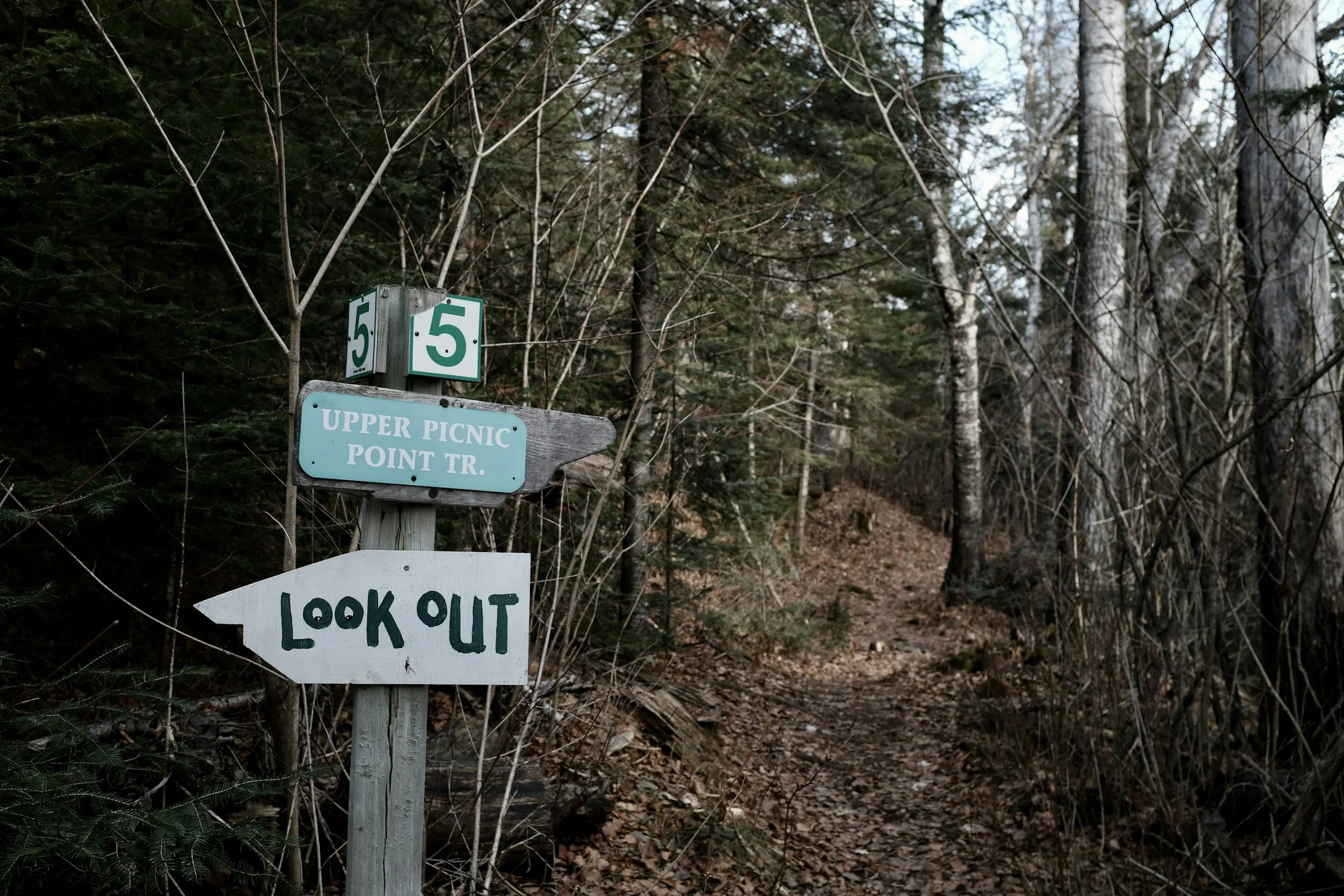 A fork in a trail with a signpost.