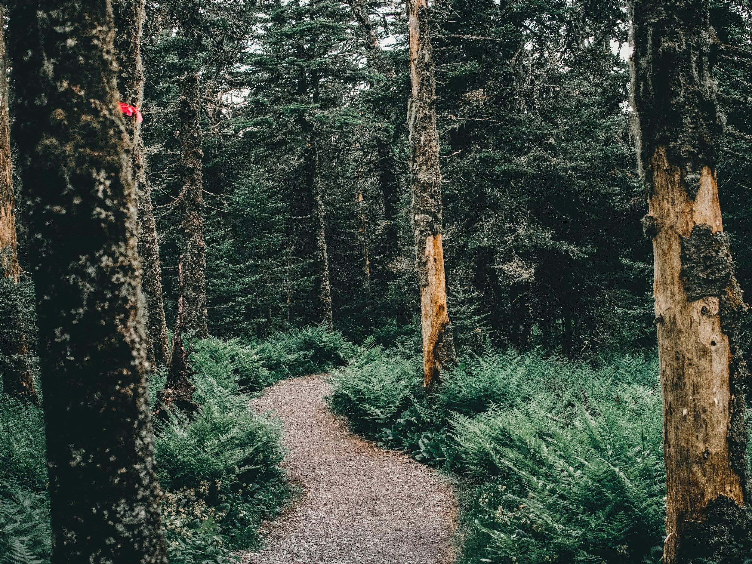 A winding forest path.
