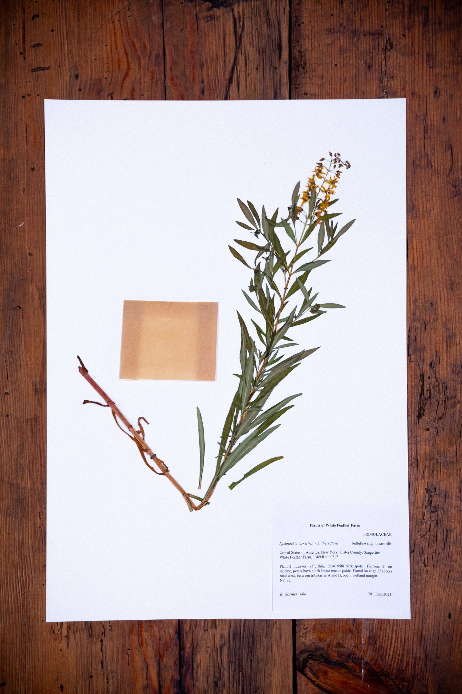 Herbarium6.jpeg