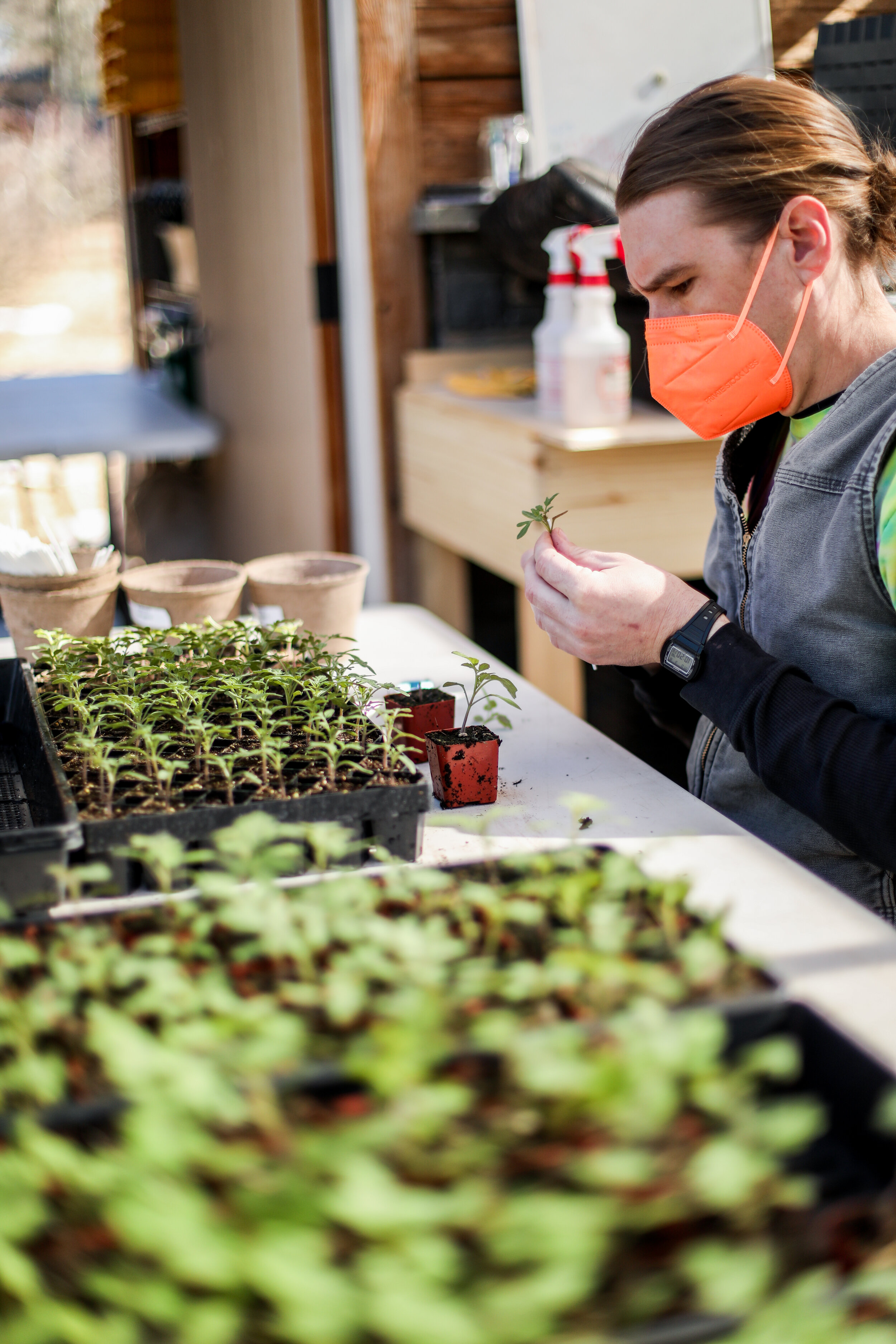 grafting (16 of 91).jpg