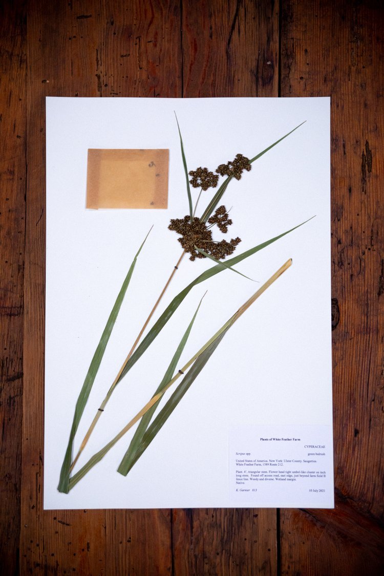 Herbarium13.jpeg
