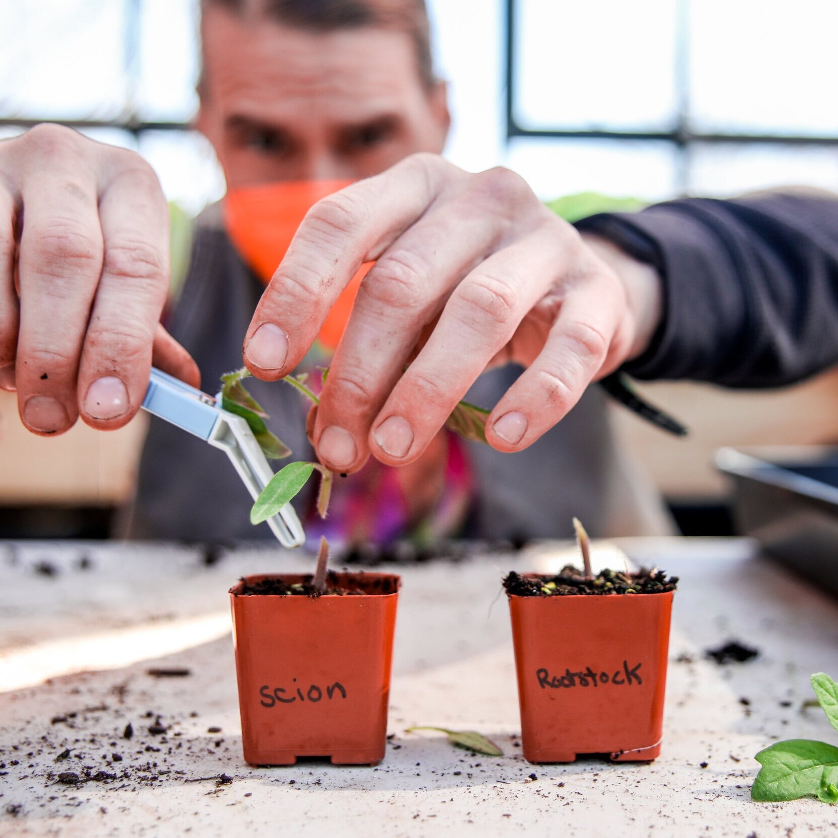 grafting+%2877+of+91%29.jpg