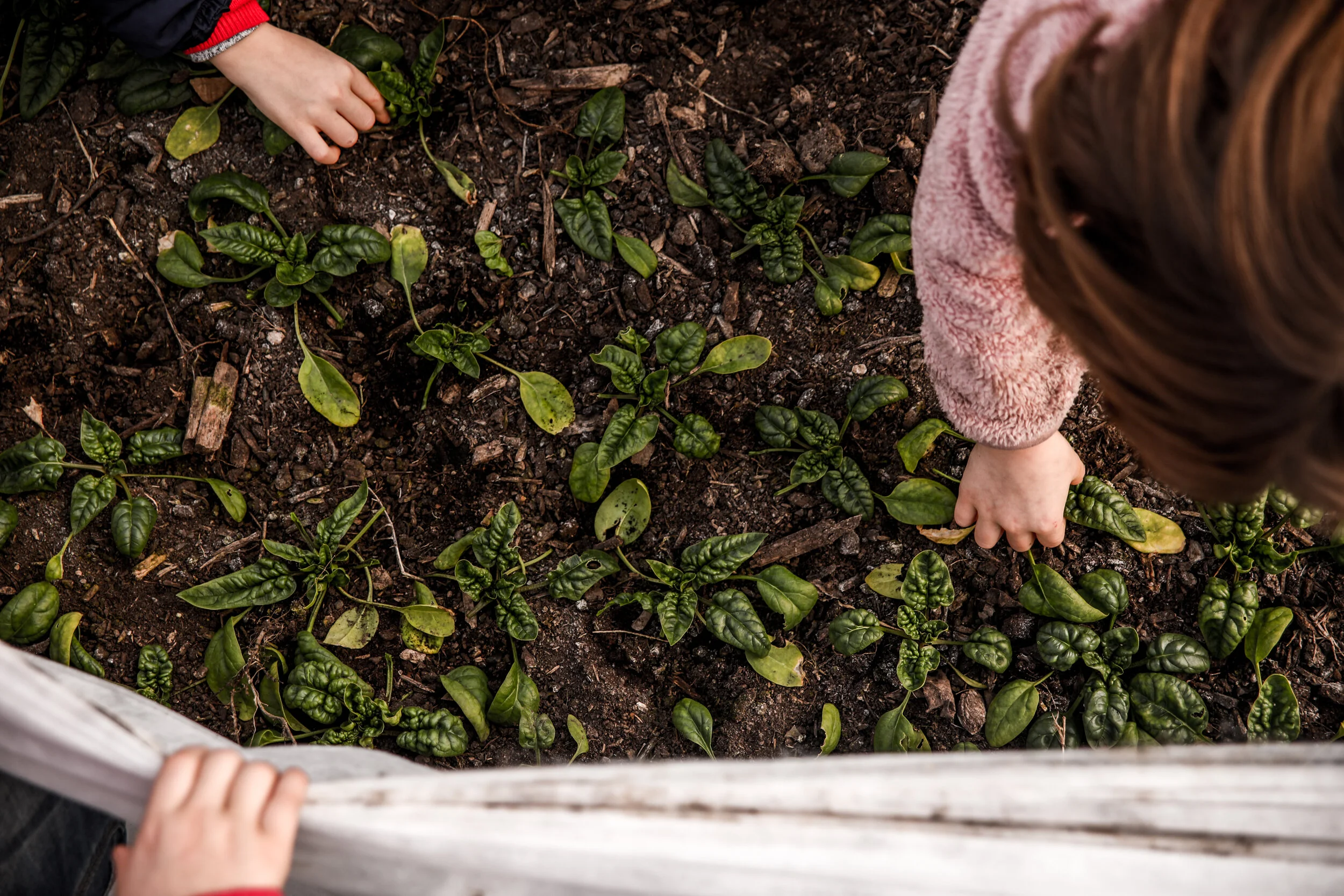 Sprout Up — White Feather Farm