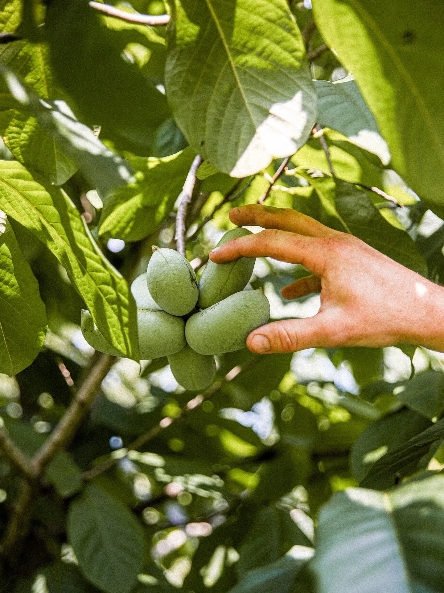🍈 What&rsquo;s a Pawpaw? Let Us Introduce You! 🍈

Pawpaws are North America&rsquo;s largest native fruit! They&rsquo;re soft, creamy, and tasting like a cross between banana, mango, and melon. Though once a staple for Indigenous communities and ear
