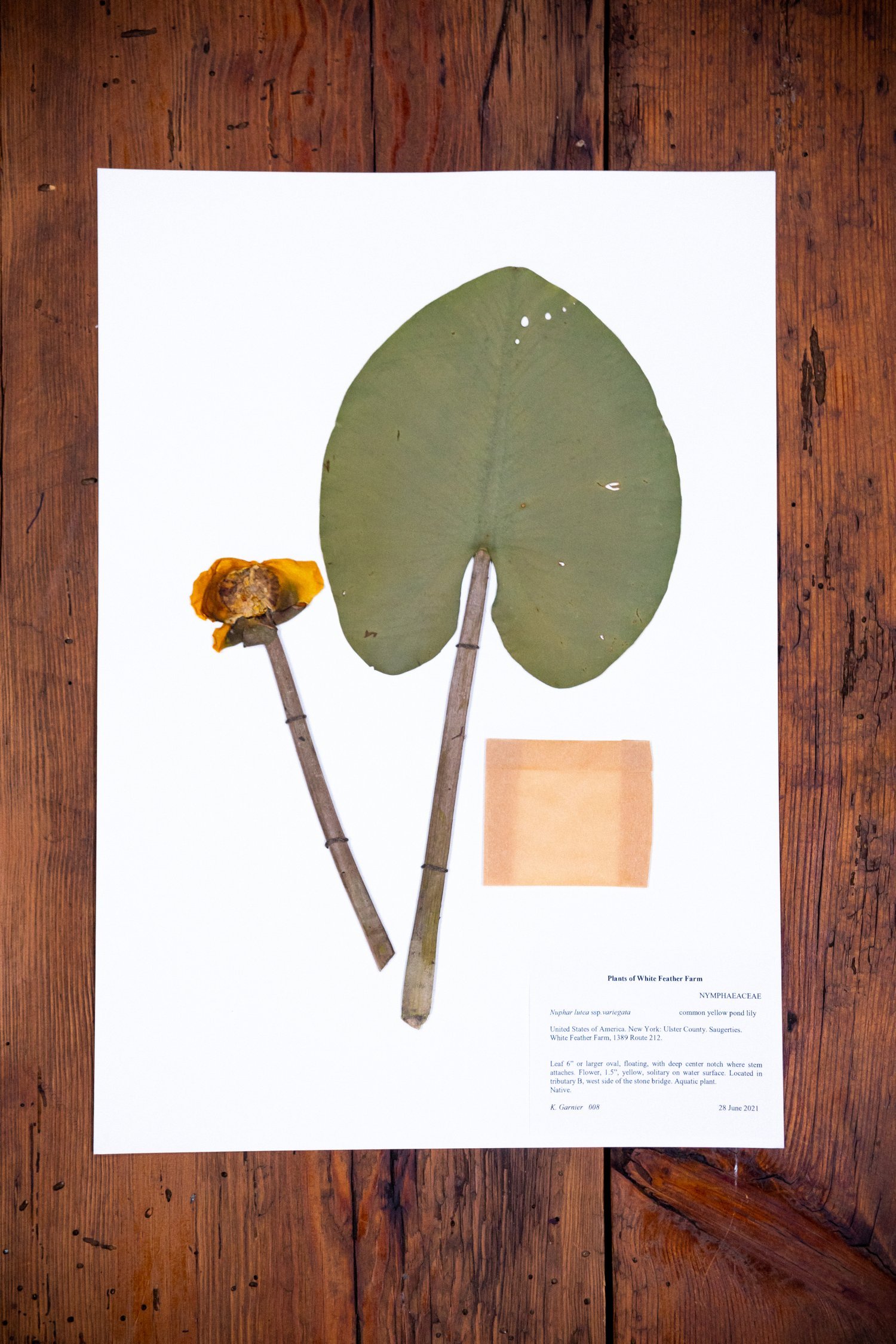 Herbarium8.jpeg