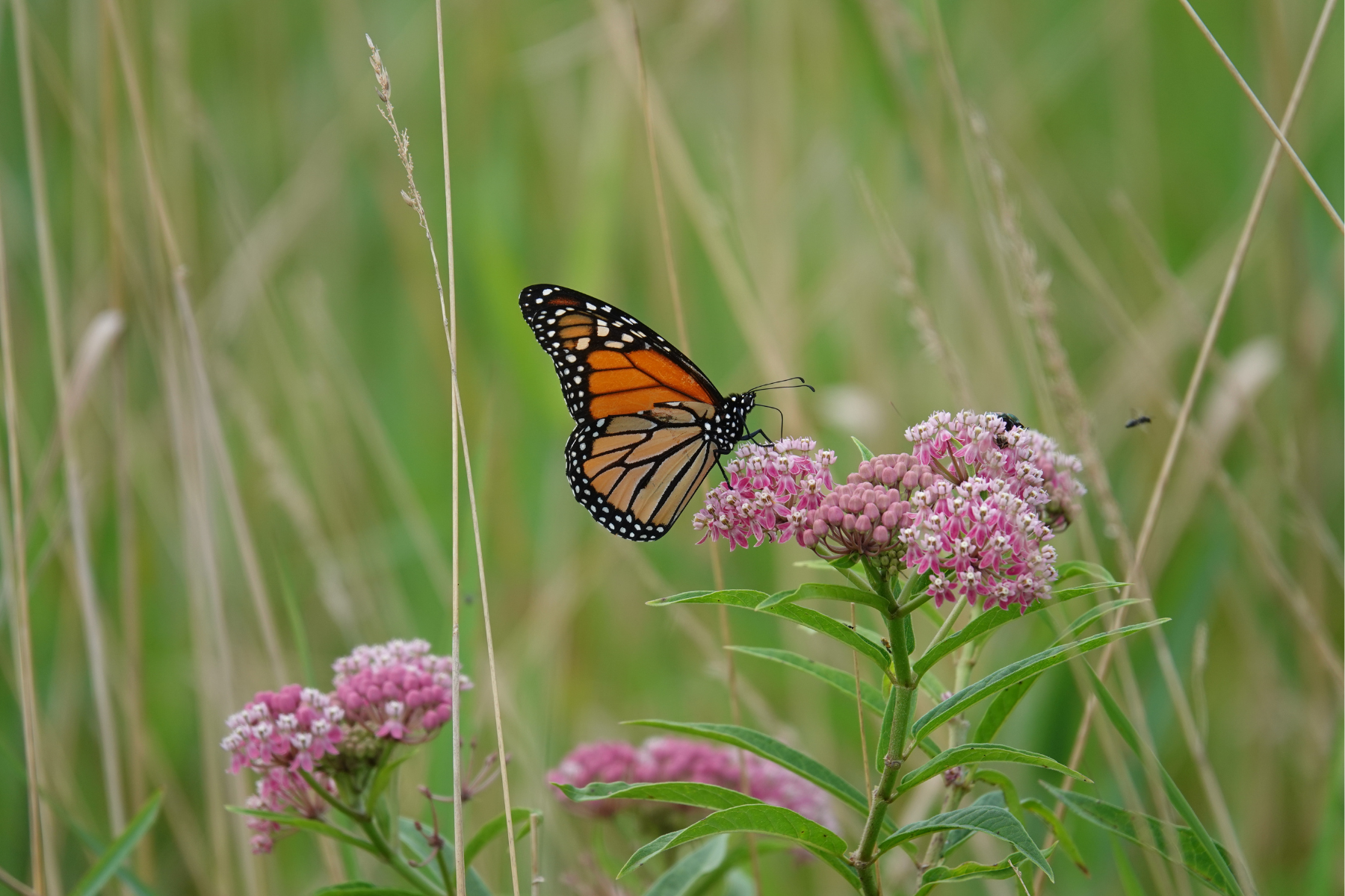 Pollinators + Biodiversity at White Feather Farm — White Feather Farm