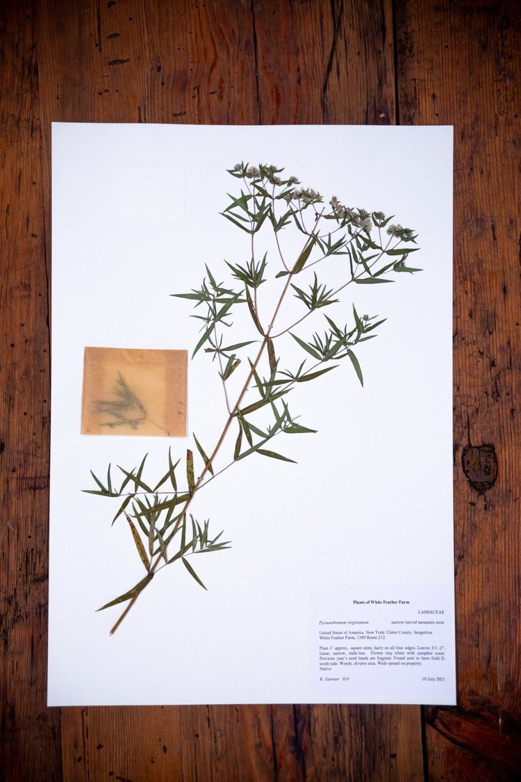 Herbarium14.jpeg