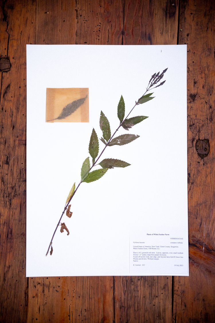 Herbarium12.jpeg