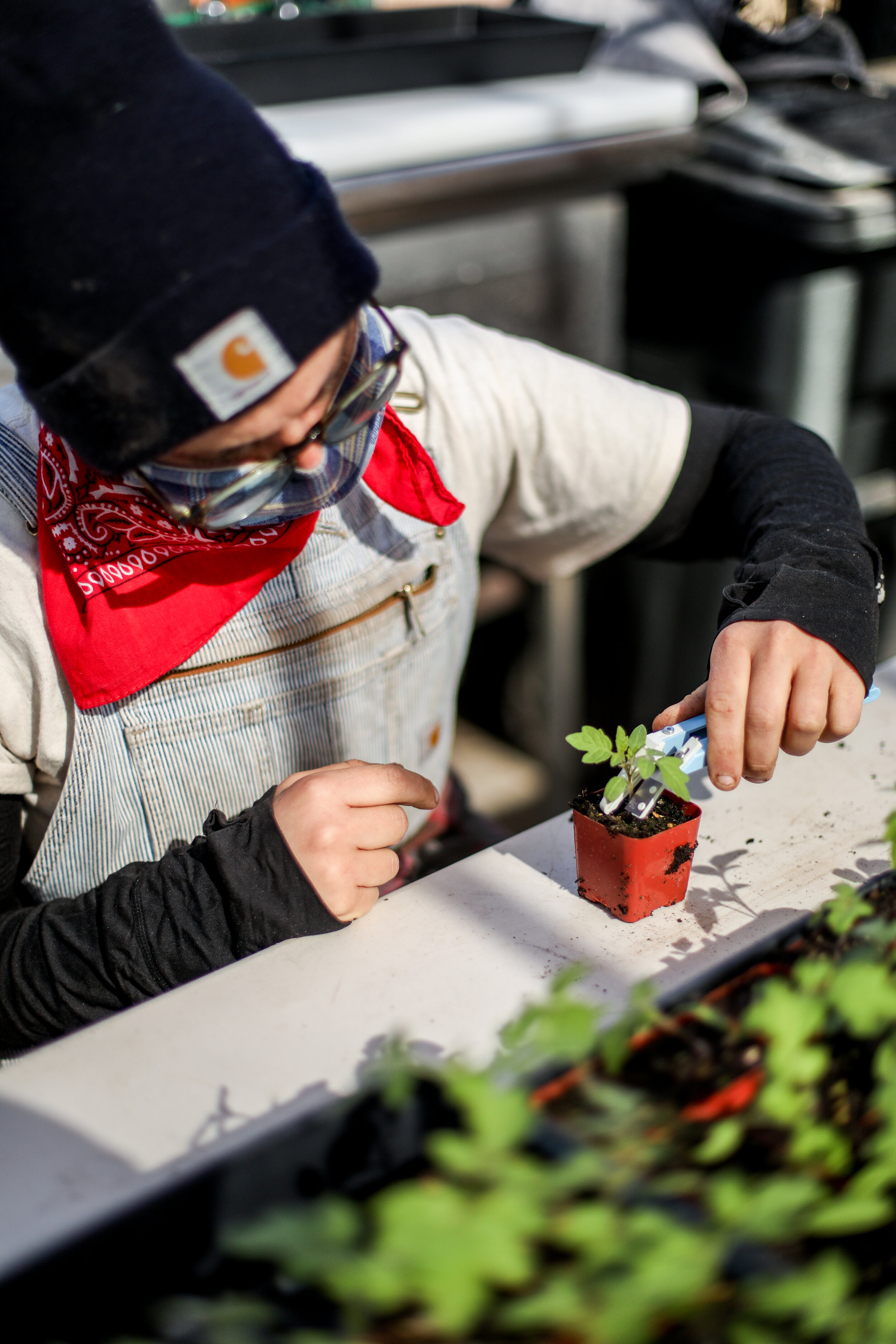 grafting (25 of 91).jpg