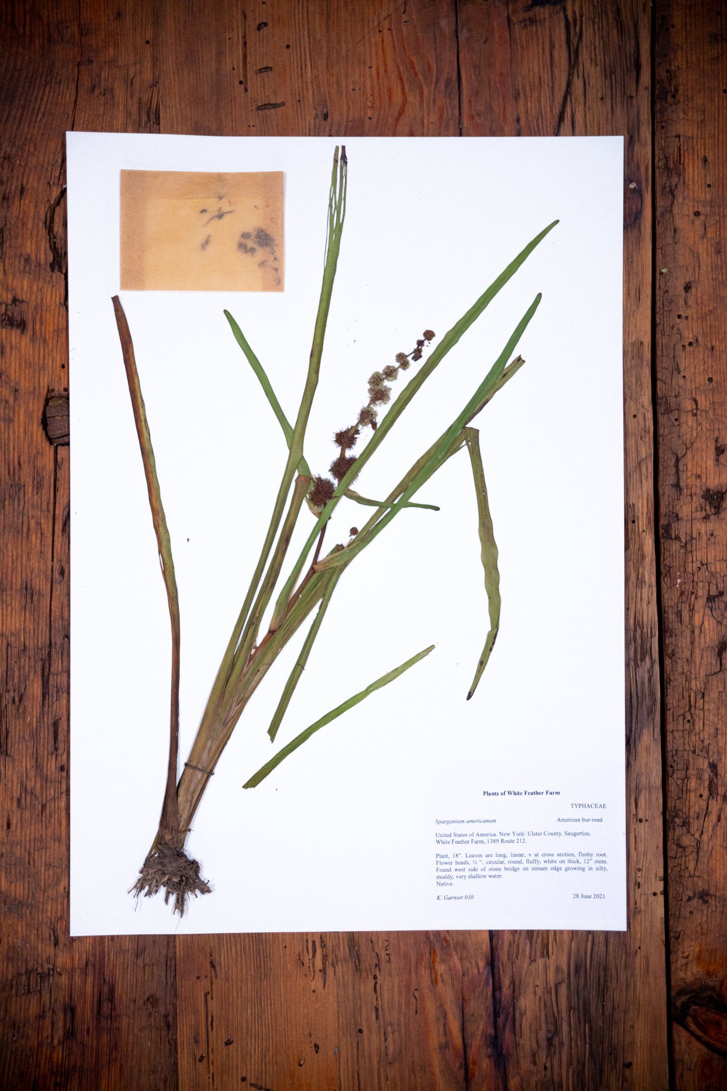 Herbarium10.jpeg
