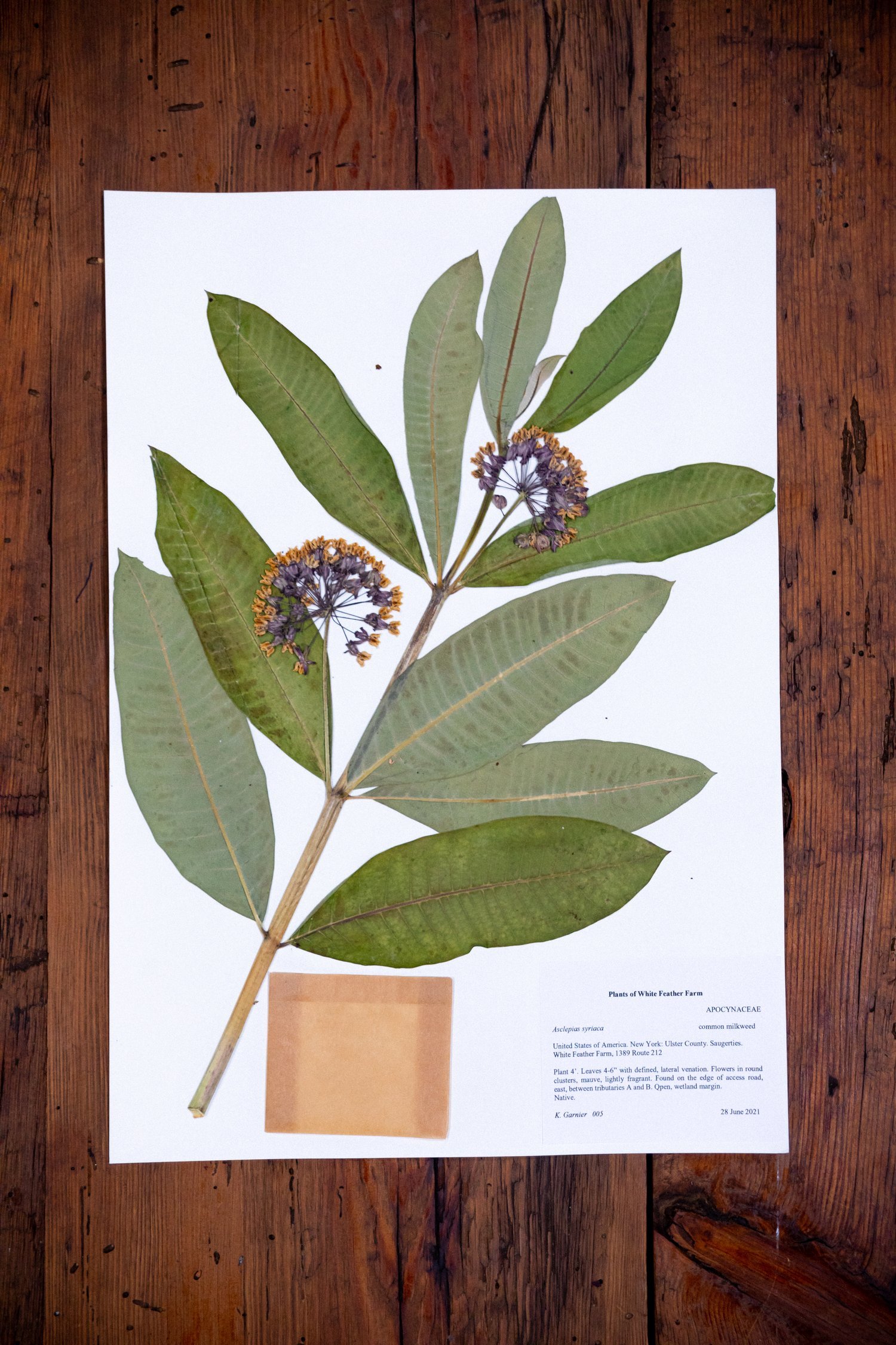 Herbarium5.jpeg