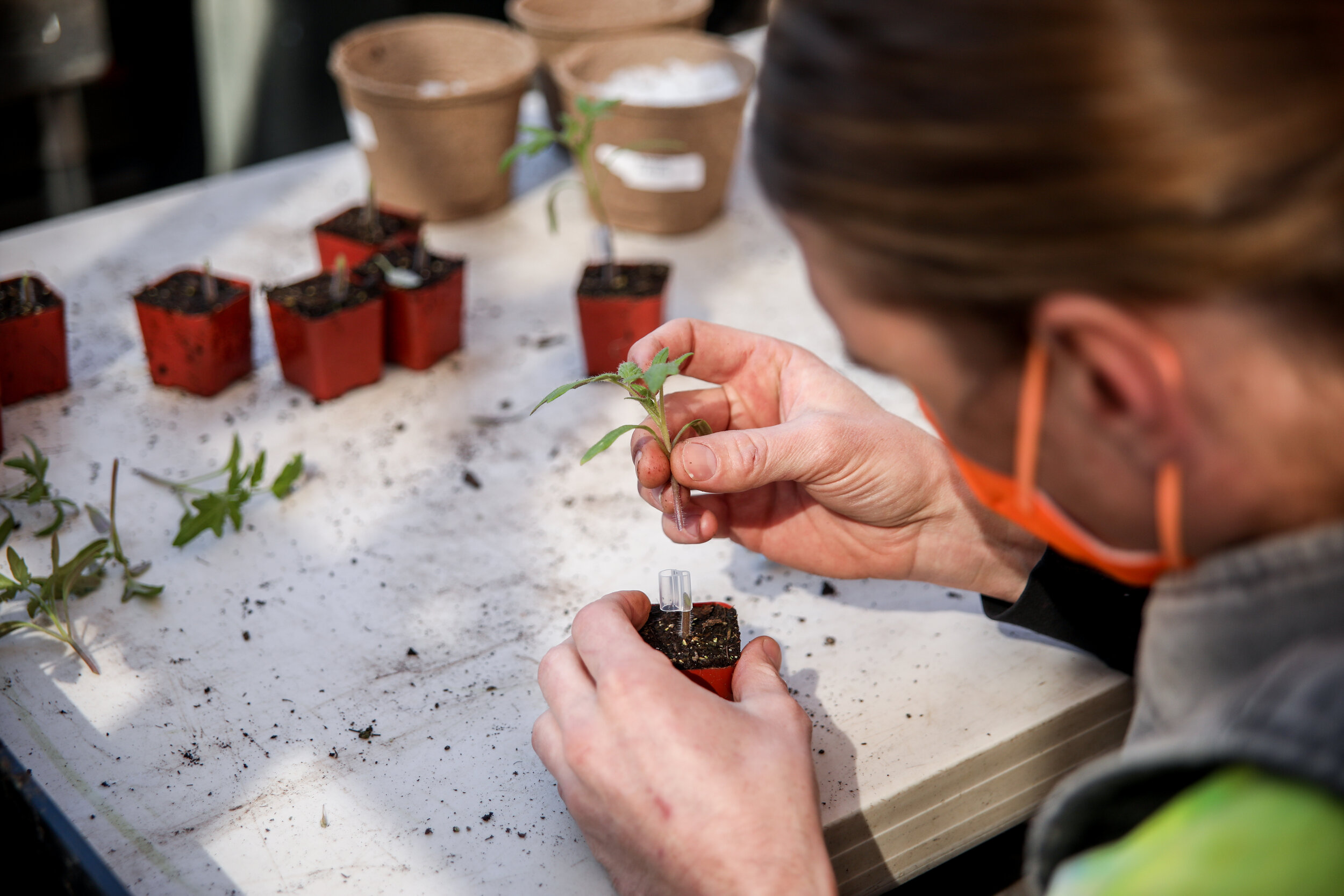 grafting (46 of 91).jpg