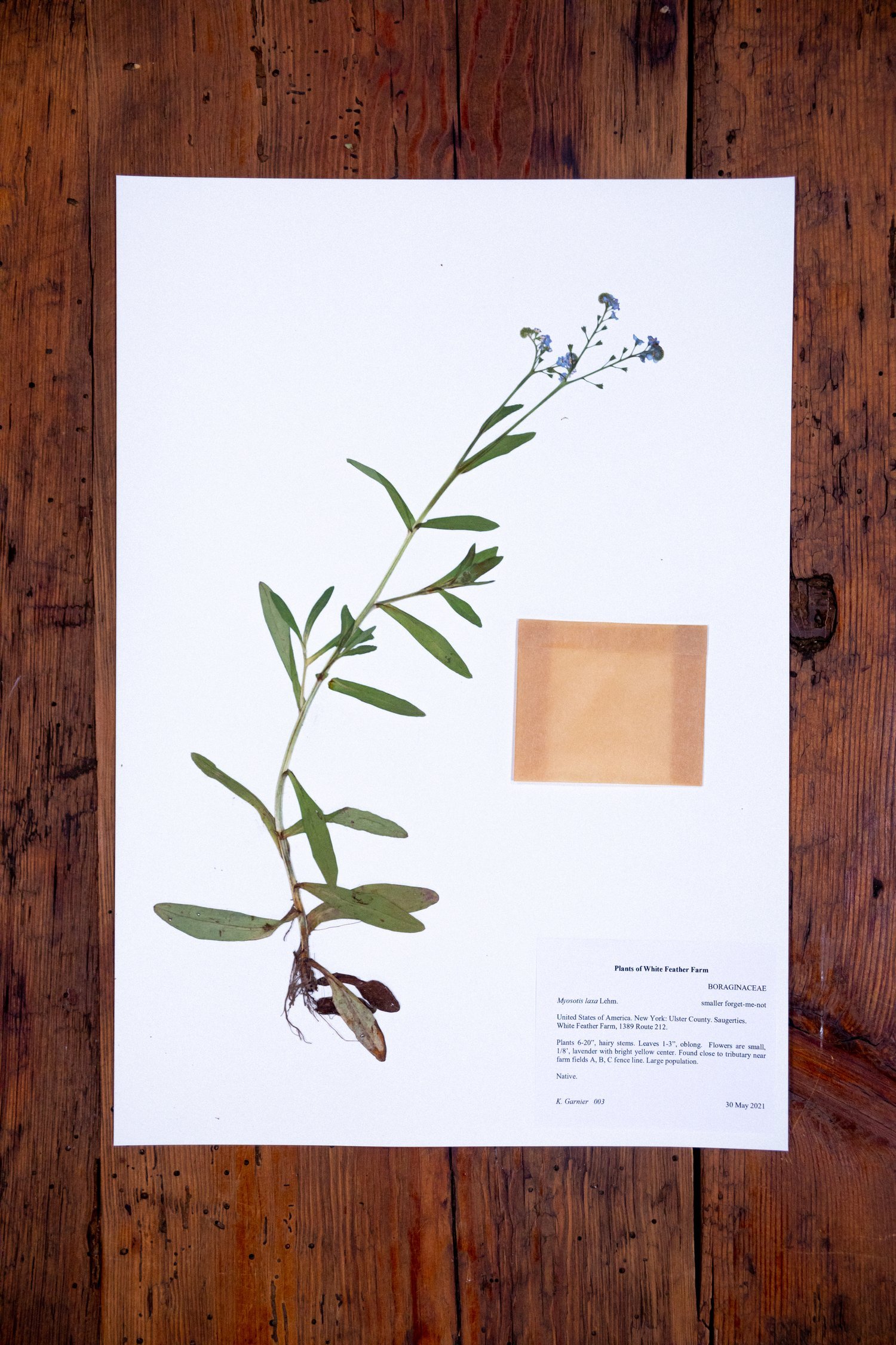 Herbarium3.jpeg