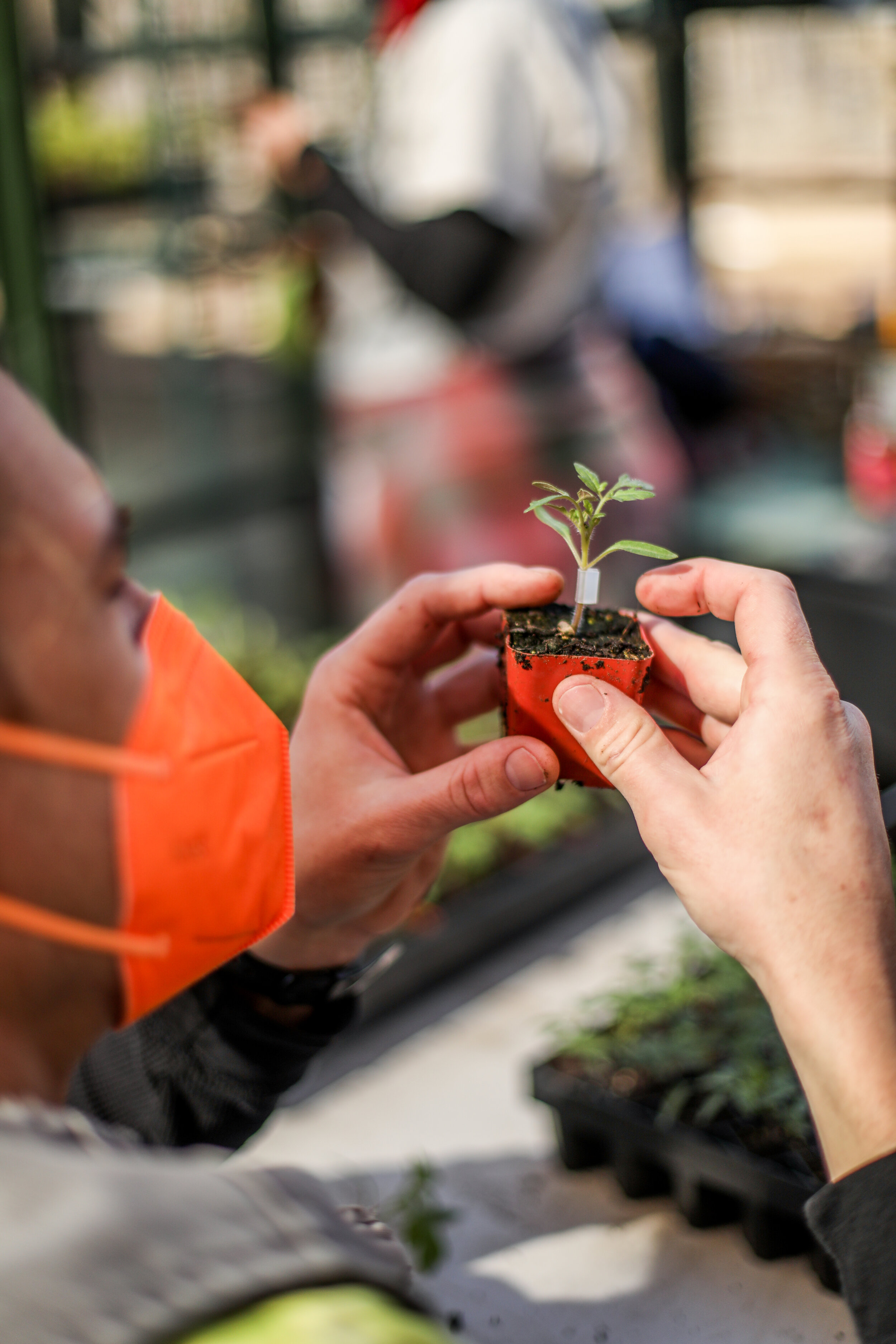 grafting (21 of 91).jpg