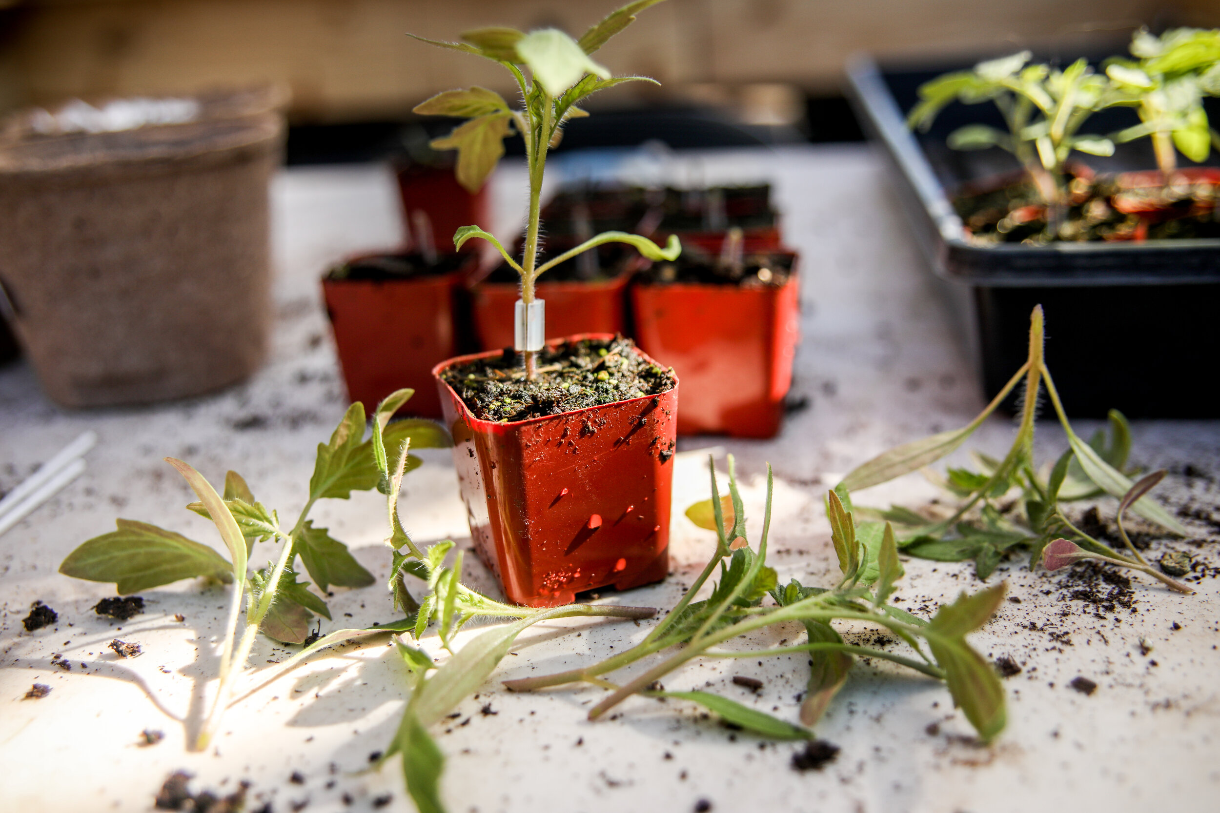 grafting (69 of 91).jpg