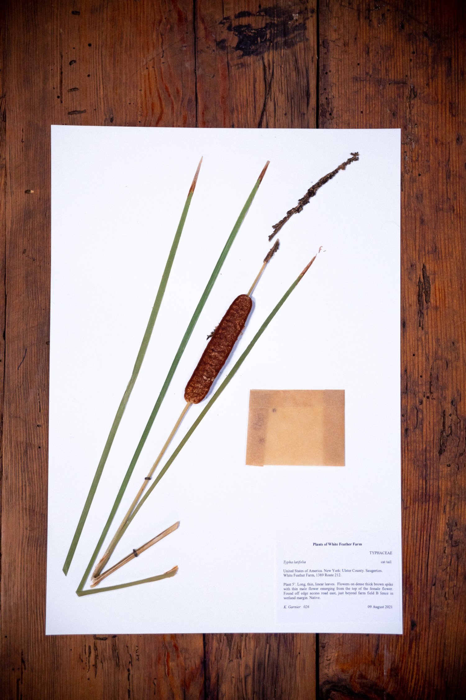 Herbarium26.jpeg