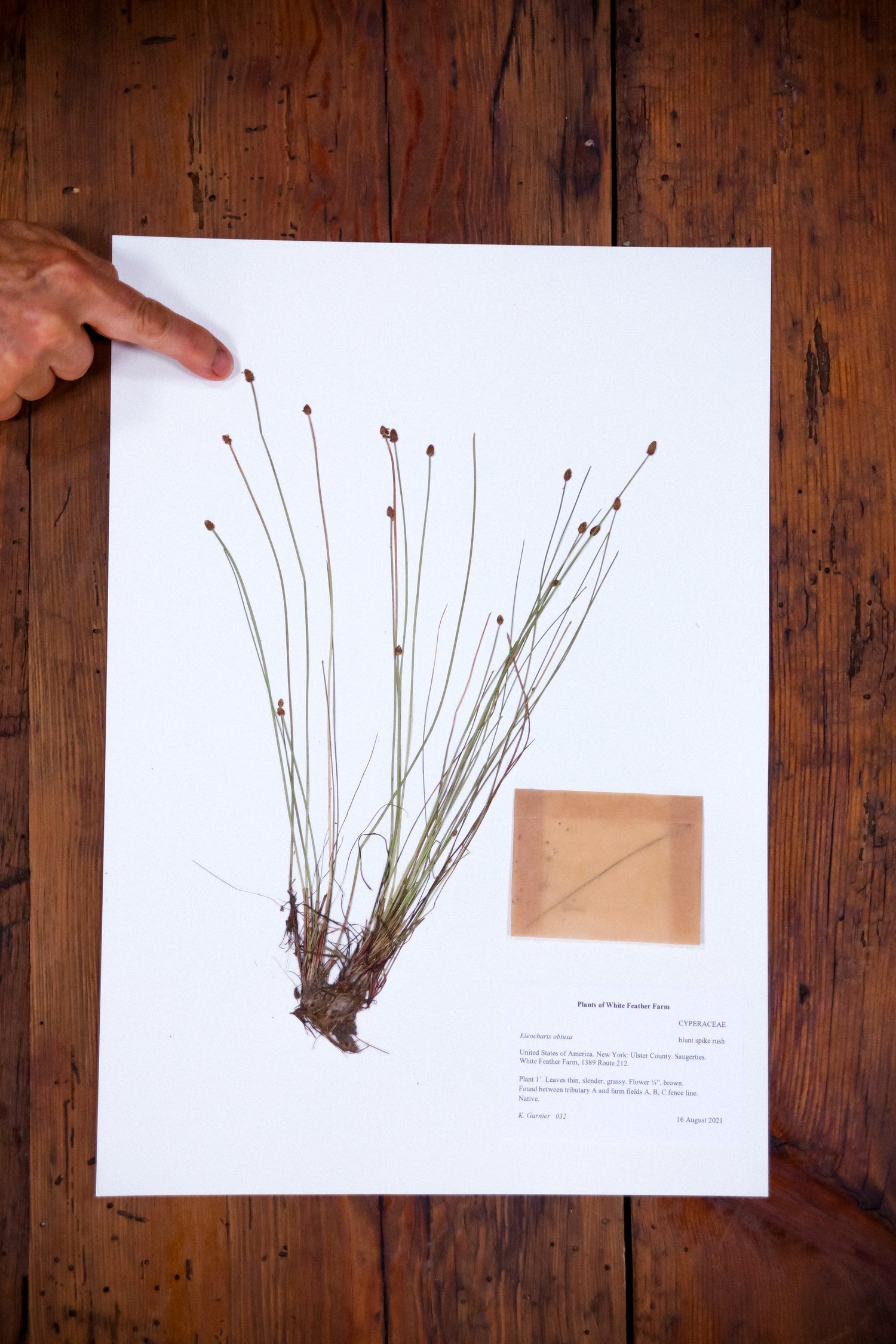 Herbarium32.jpeg