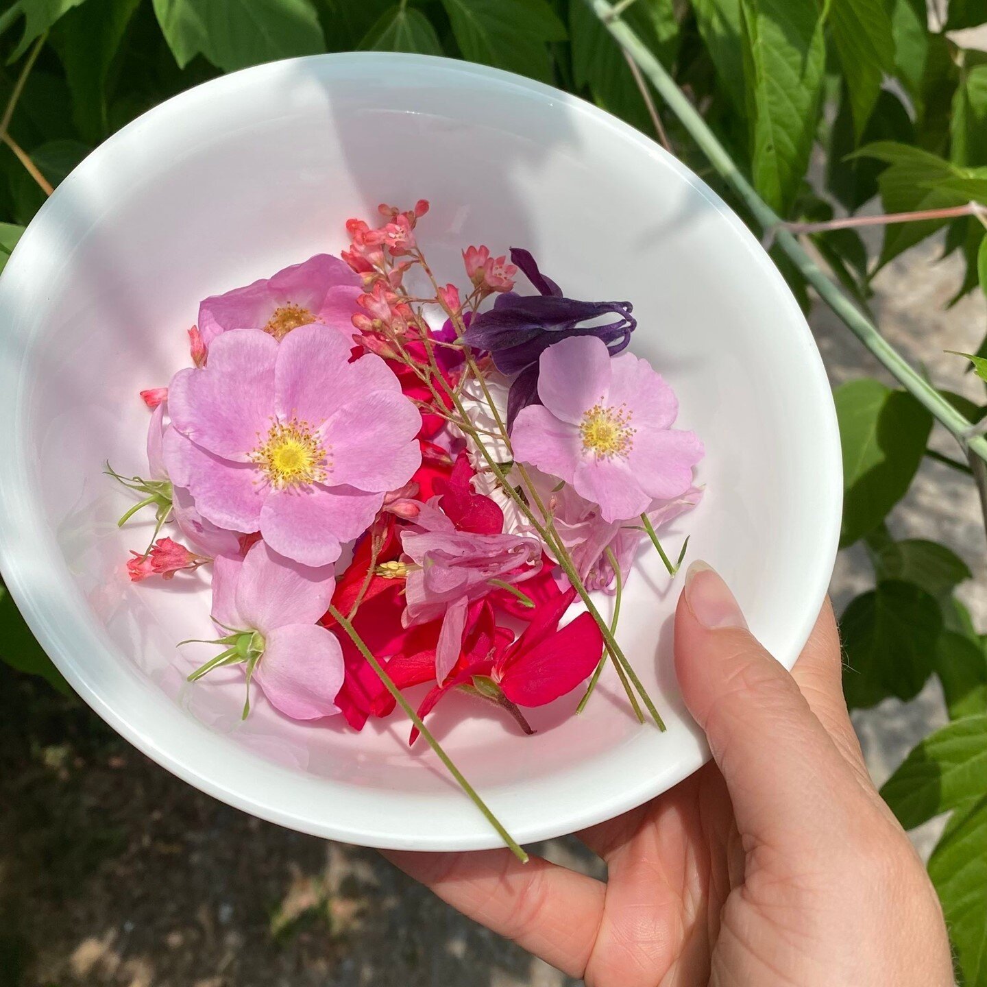 🌸🌼🌷 Picking flowers to press is so relaxing. ⁣
⁣
I love going for walks and looking for wildflowers, or gardens so robust with flowers that if one or two went missing, no one would even notice 😁⁣
⁣
Flowers come and go way too quickly, I try to do