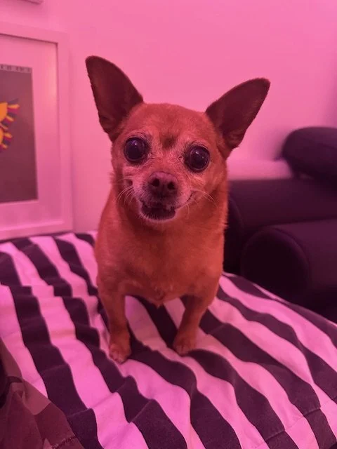 A small brown dog with large ears sitting on a bed with a black and white striped blanket, pink lighting in the background.