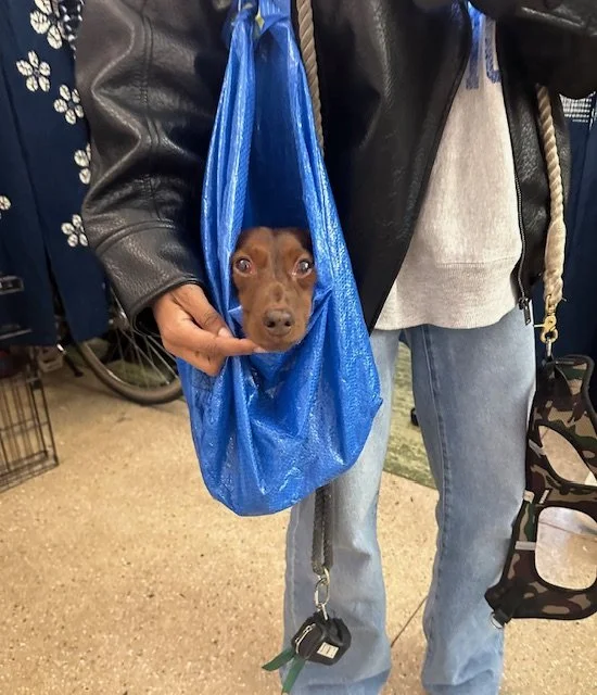 Person holding a brown dog in a blue bag at a Dr. Lila Wolfe's chiropractic office in NYC.