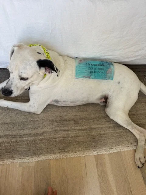 A white dog lying down on a beige rug with a chiropractic appointment card on its side.