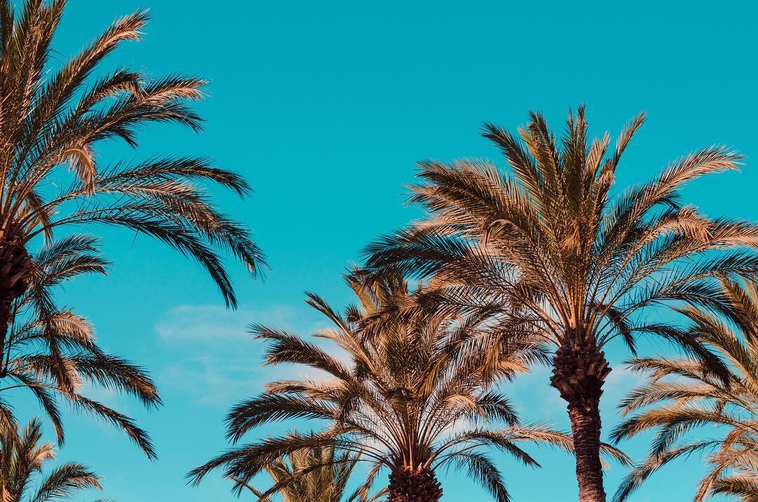 What&rsquo;s your favourite place to play frisbee? 
#theultimatelife
#ultimatefrisbee
#frisbee 
#goodvibes #palmtrees #palmtree #summertime #beachlife #summer