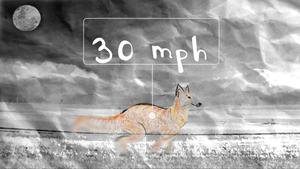 10FactsFoxes_09.jpeg
