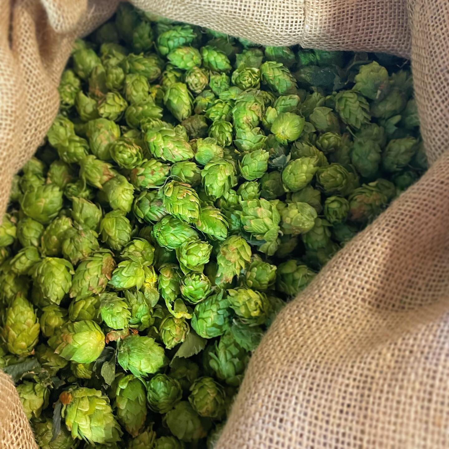Today we are brewing a fresh hop pilsner with hops from @billygoathopfarm in Montrose. (winners of the Cascade Cup).
🍺 Keep an eye out for this tasty treat in the coming weeks!

#stormpeakbrewing #steamboatsprings #colorado #craftbeer #colorado #fre