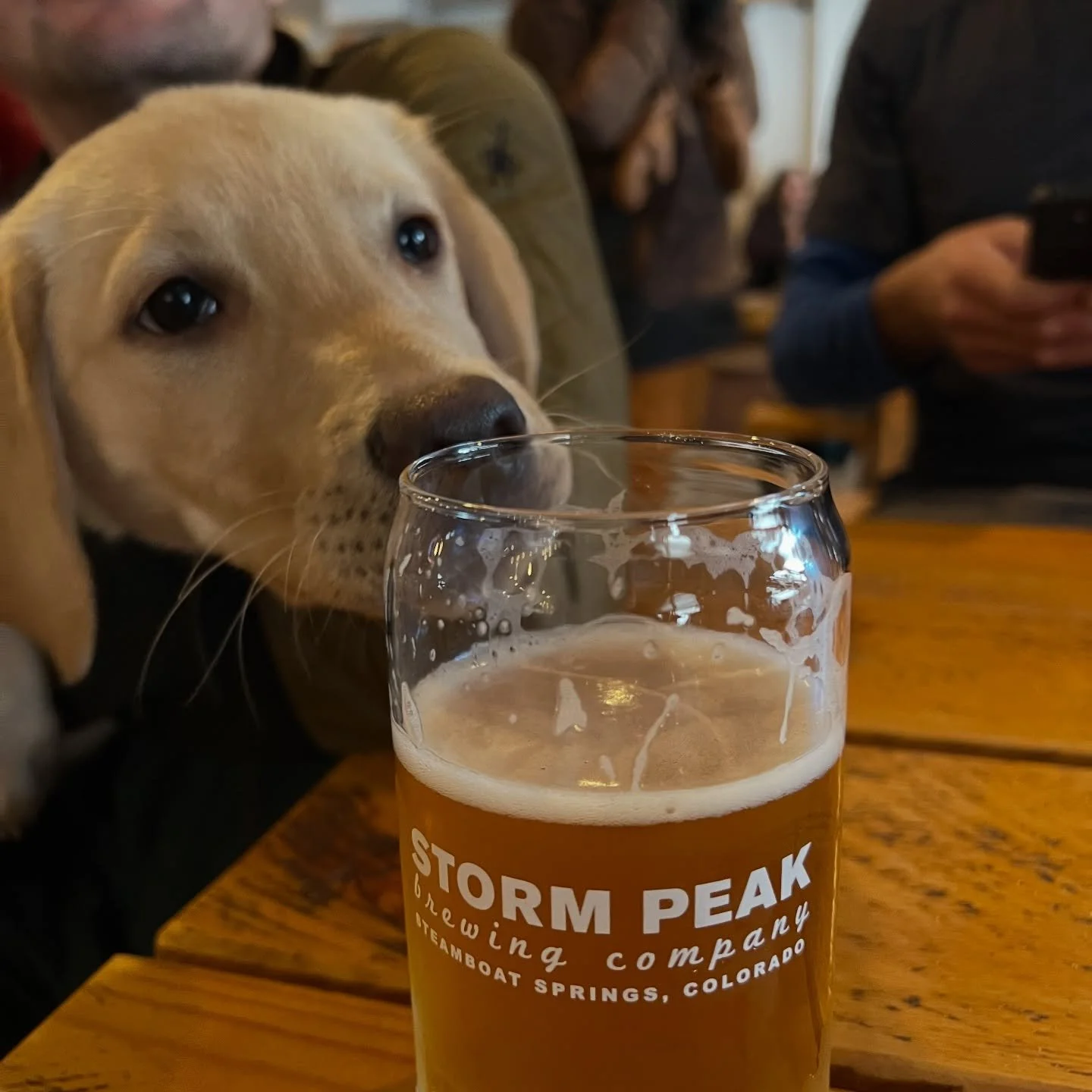 🍻 If only paws could hold pints&hellip;

#stormpeakbrewing #steamboatsprings #colorado #craftbeer #brewdogs #drinktheboat #taproom