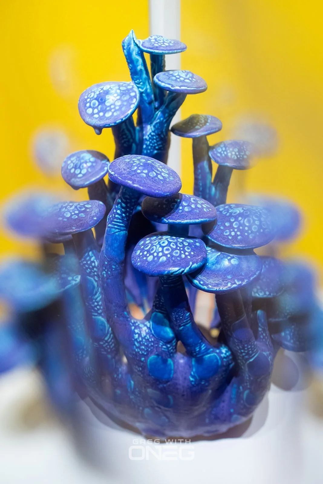 Realms of Fungi 2026 -9.jpg