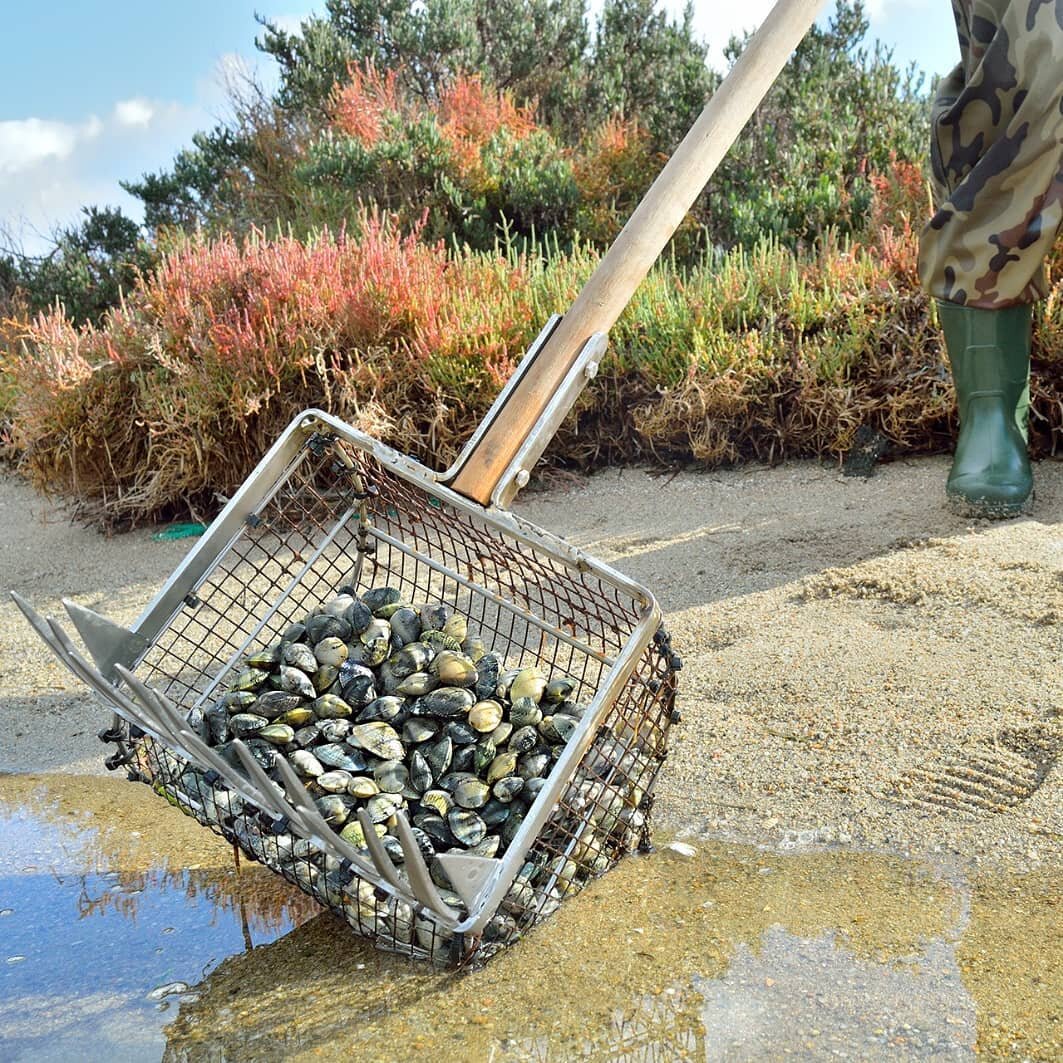 Nell&rsquo;arsella la raccolta viene effettuata con un rastrello a mano, permettendo una selezione immediata di esemplari non maturi.

#tilusa #peschiera #padrongianus #laguna #olbia #sardegna #molluschi #lidodelsole #vongoleveraci #vongole #arselle 