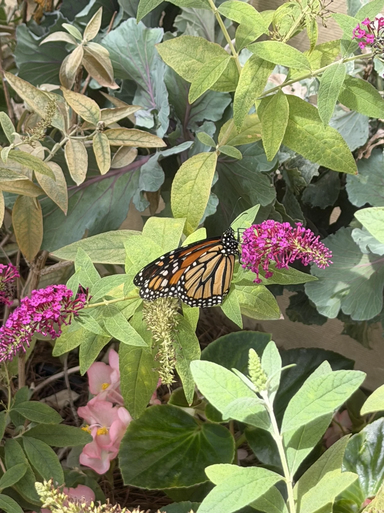 IMG_0306.JPEG