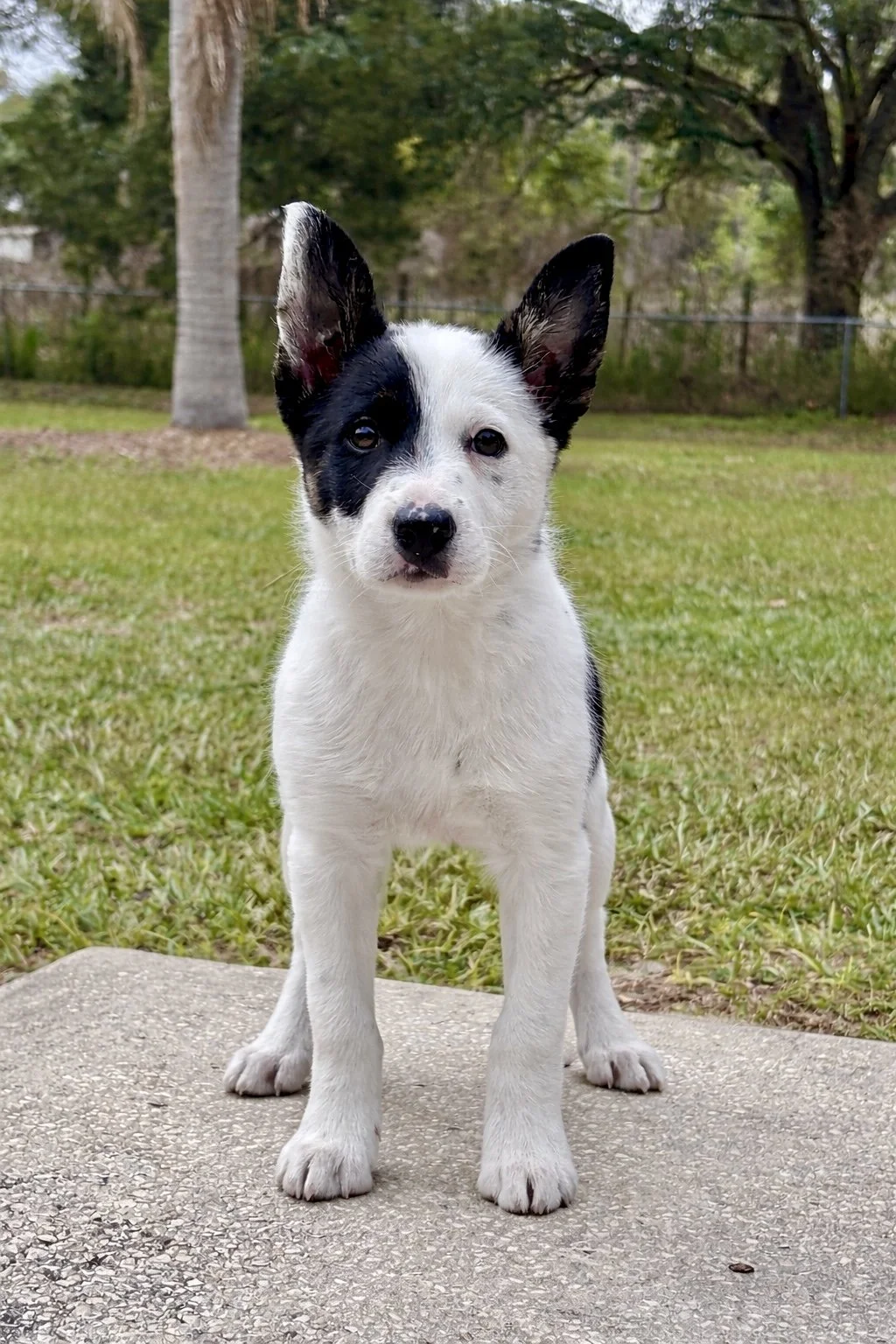 Photo of Dog / ArmedK9