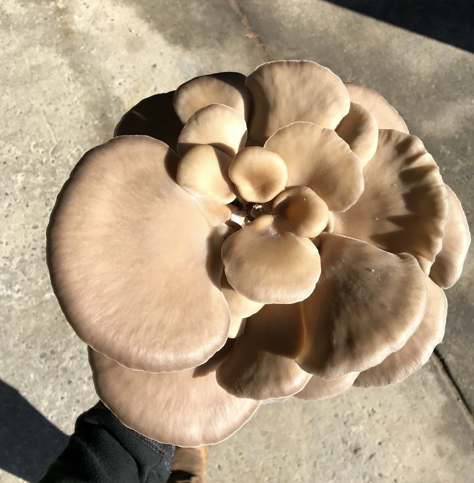 Organic Pearl Oyster Mushrooms (Santa Cruz Pick up) — Mazu Mushrooms