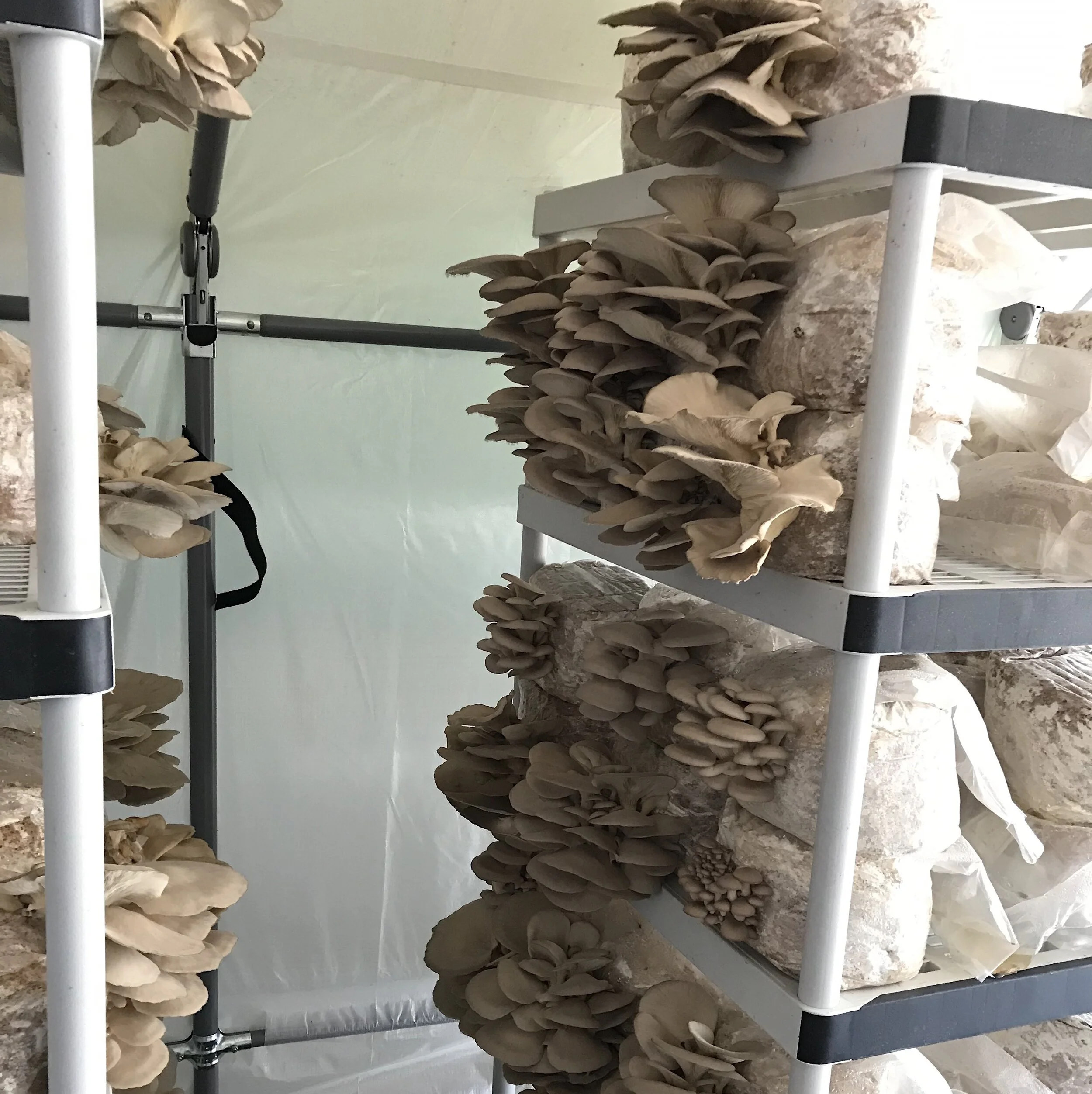 Organic Pearl Oyster Mushrooms (Santa Cruz Pick up) — Mazu Mushrooms