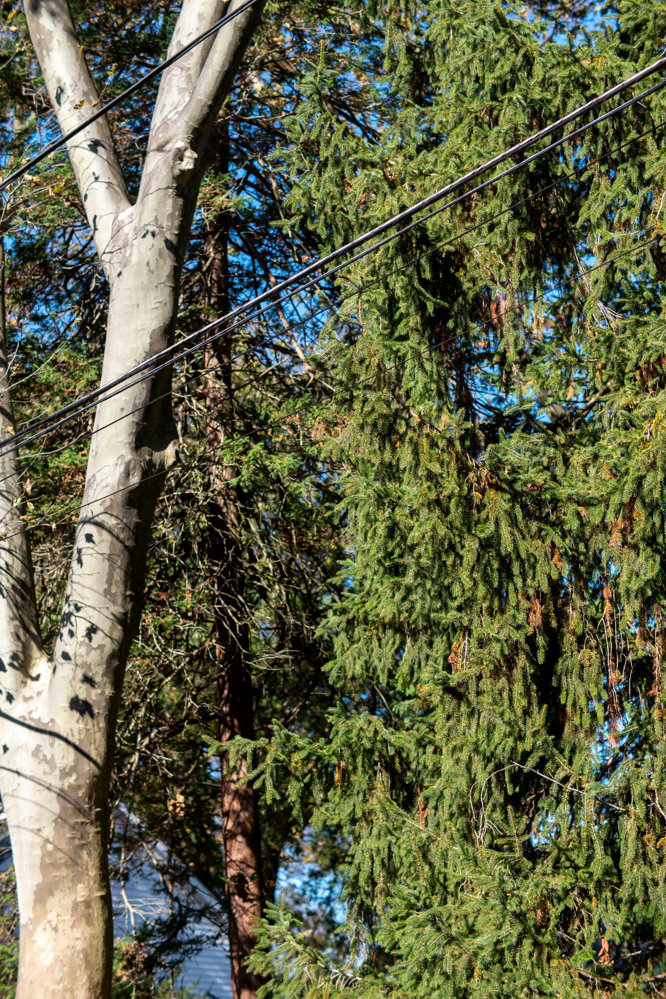 Main Line Apartments — The Elm Apartments in Narberth, PA