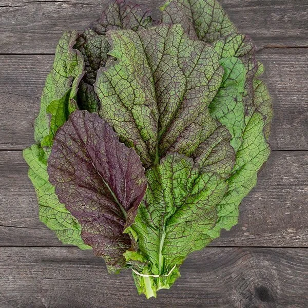 mustard - not 5lf.jpeg