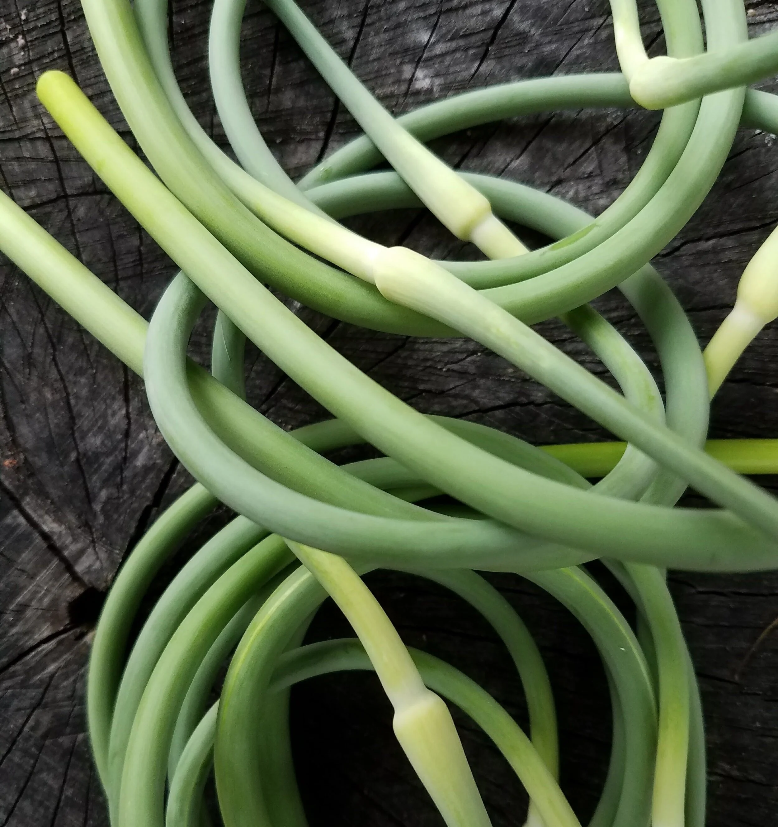 Garlic Scapes.jpg