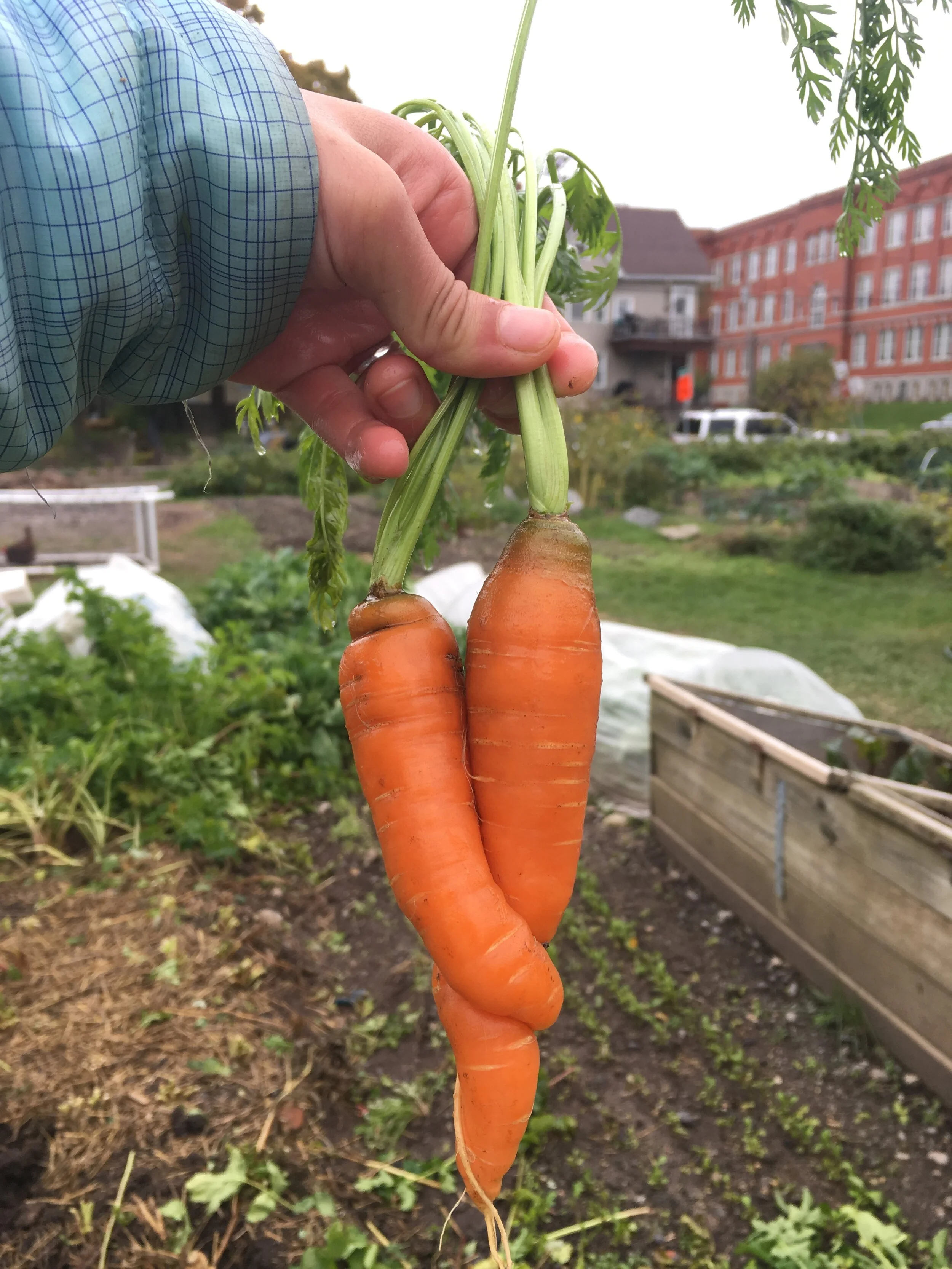 Carrot 002.JPG