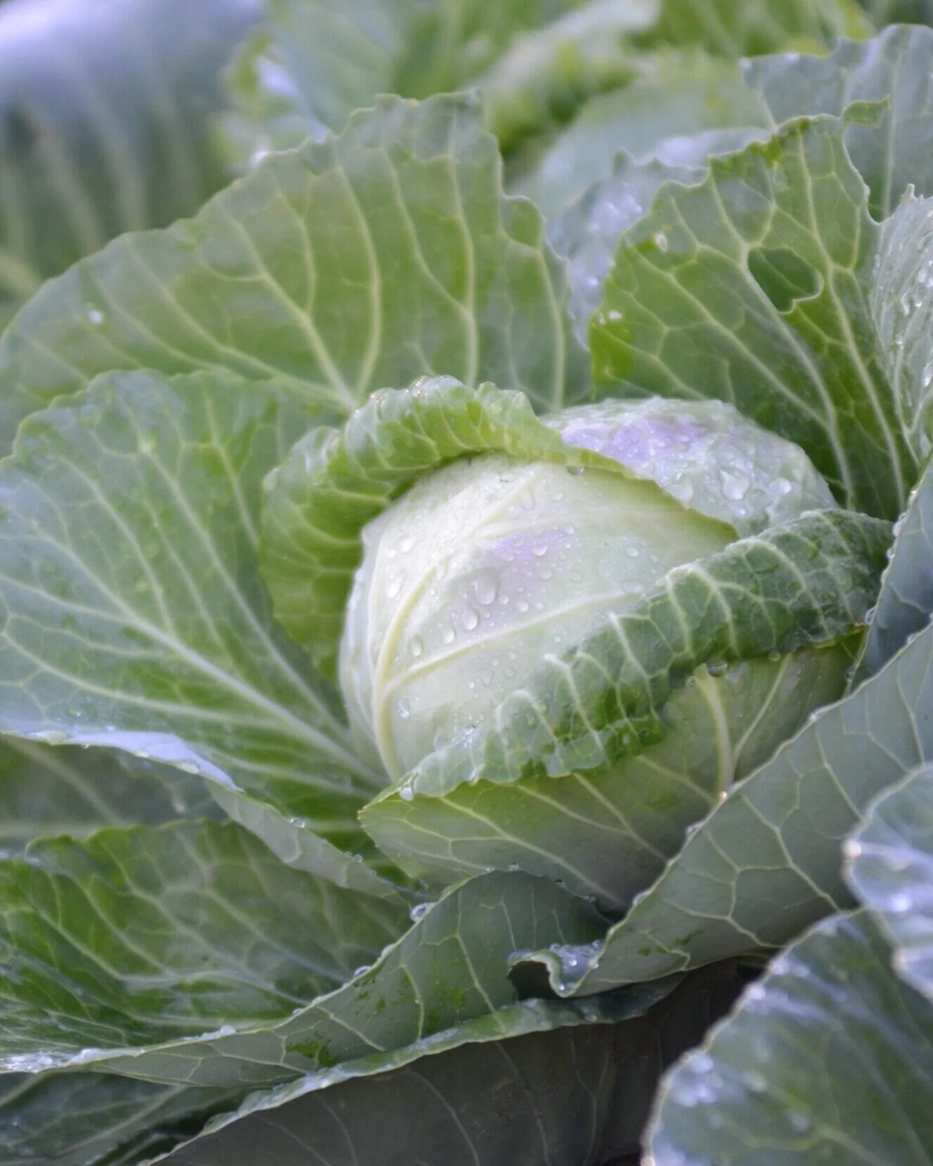 Cabbage 002.jpg