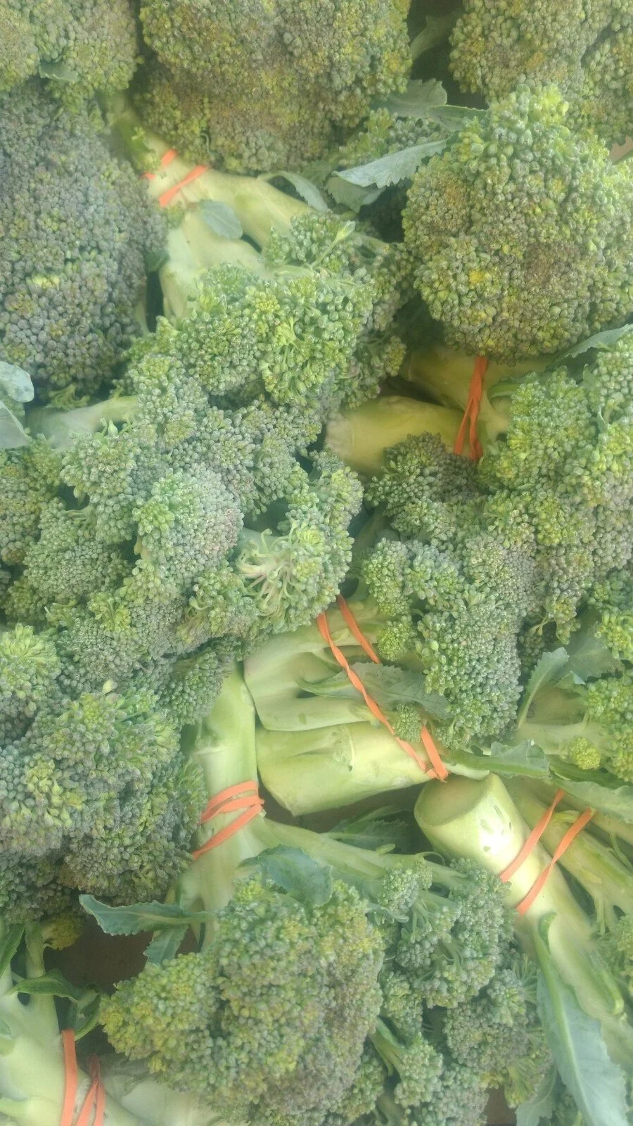 broccoli