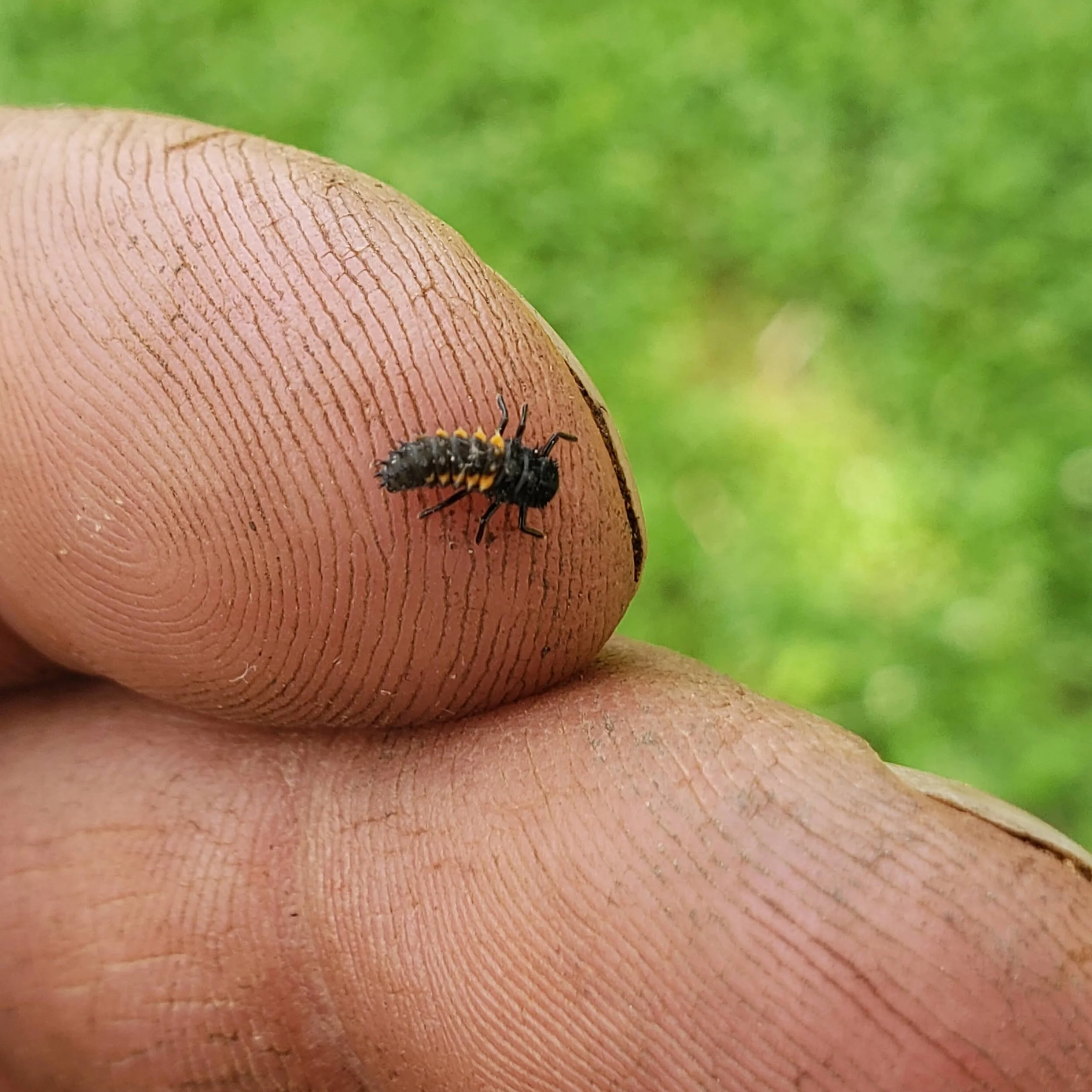 Ladybird beetle, or “ladybug” larvae
