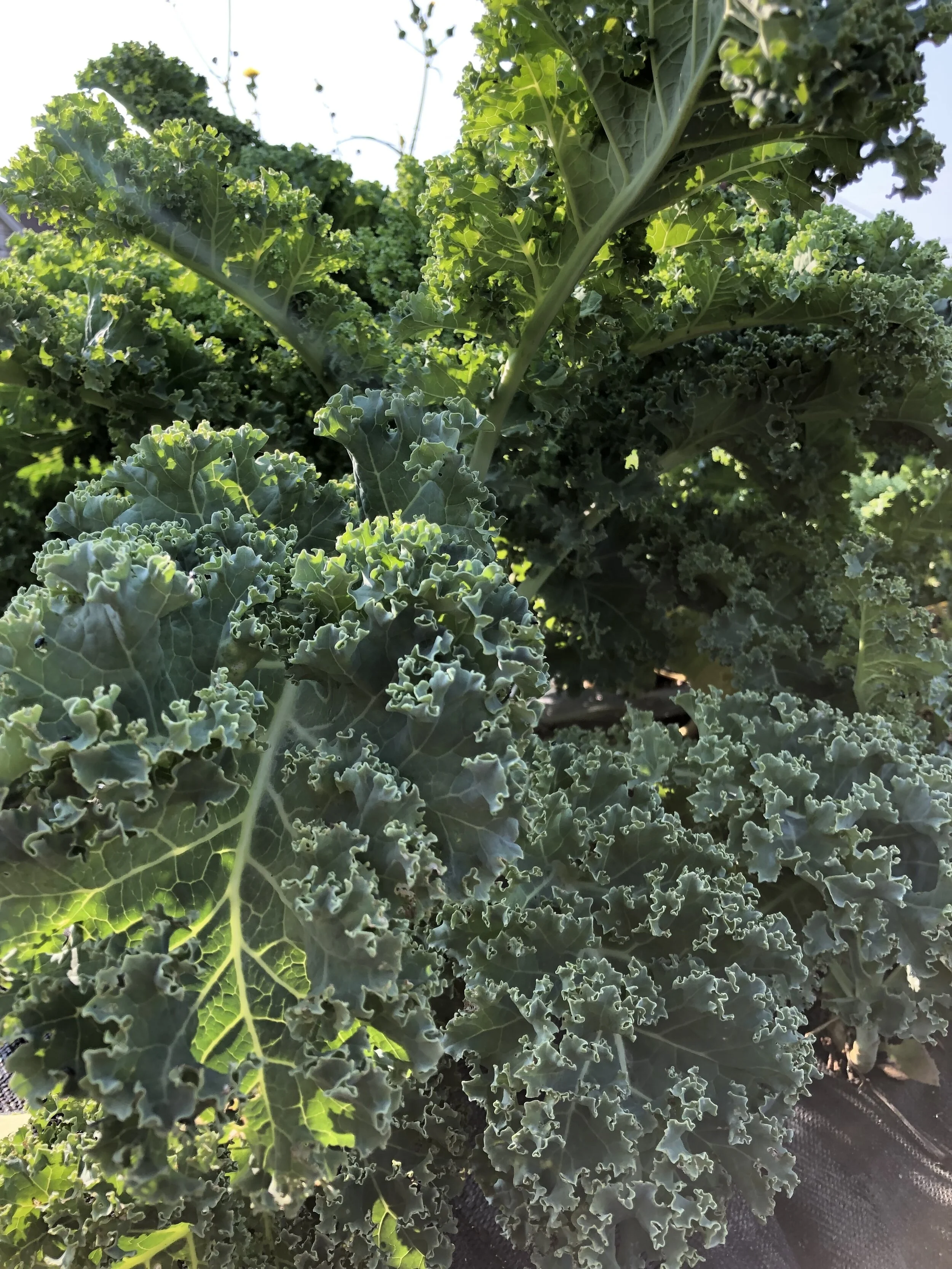 Kale.jpg