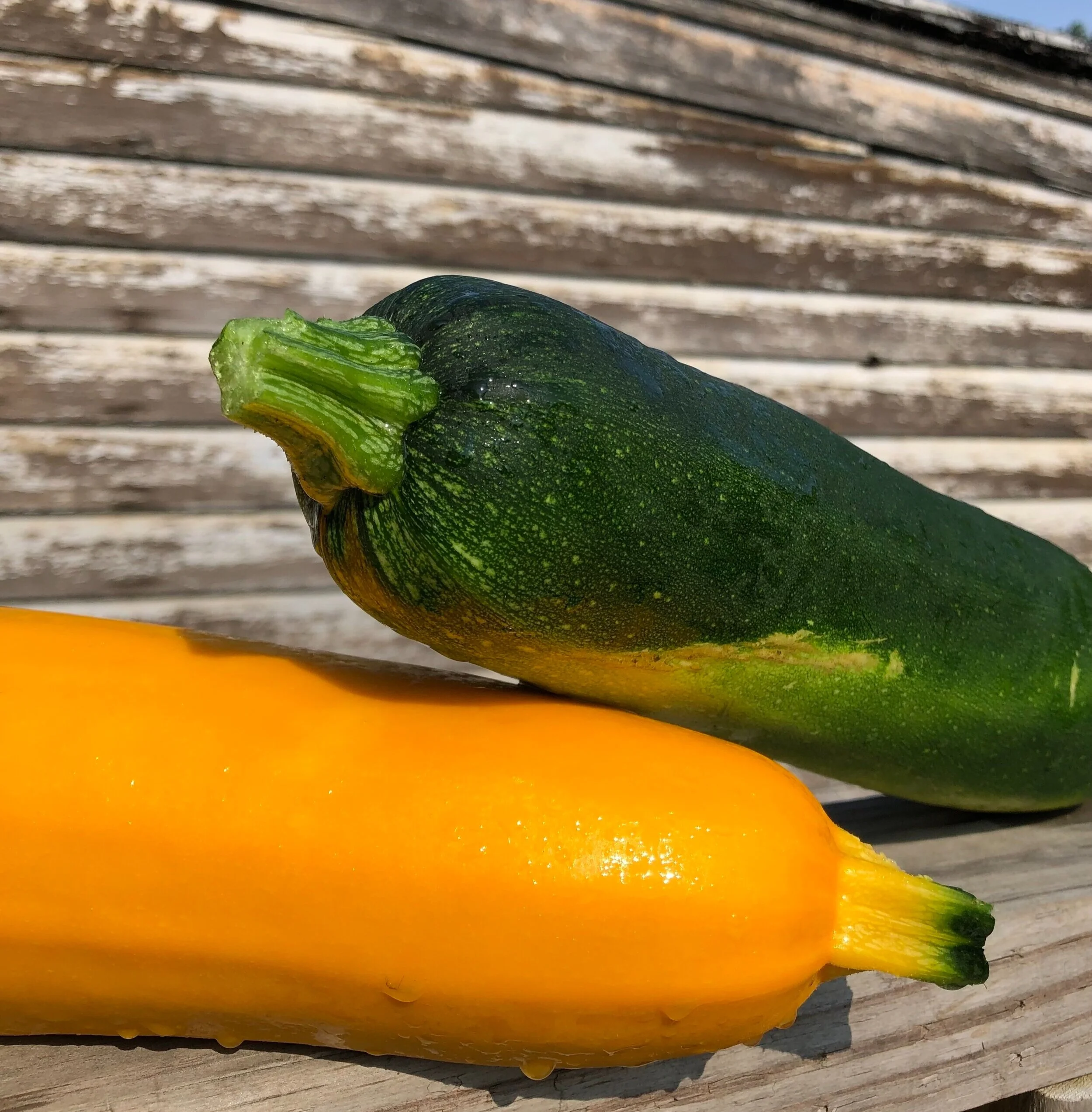Zucchini 2.jpg