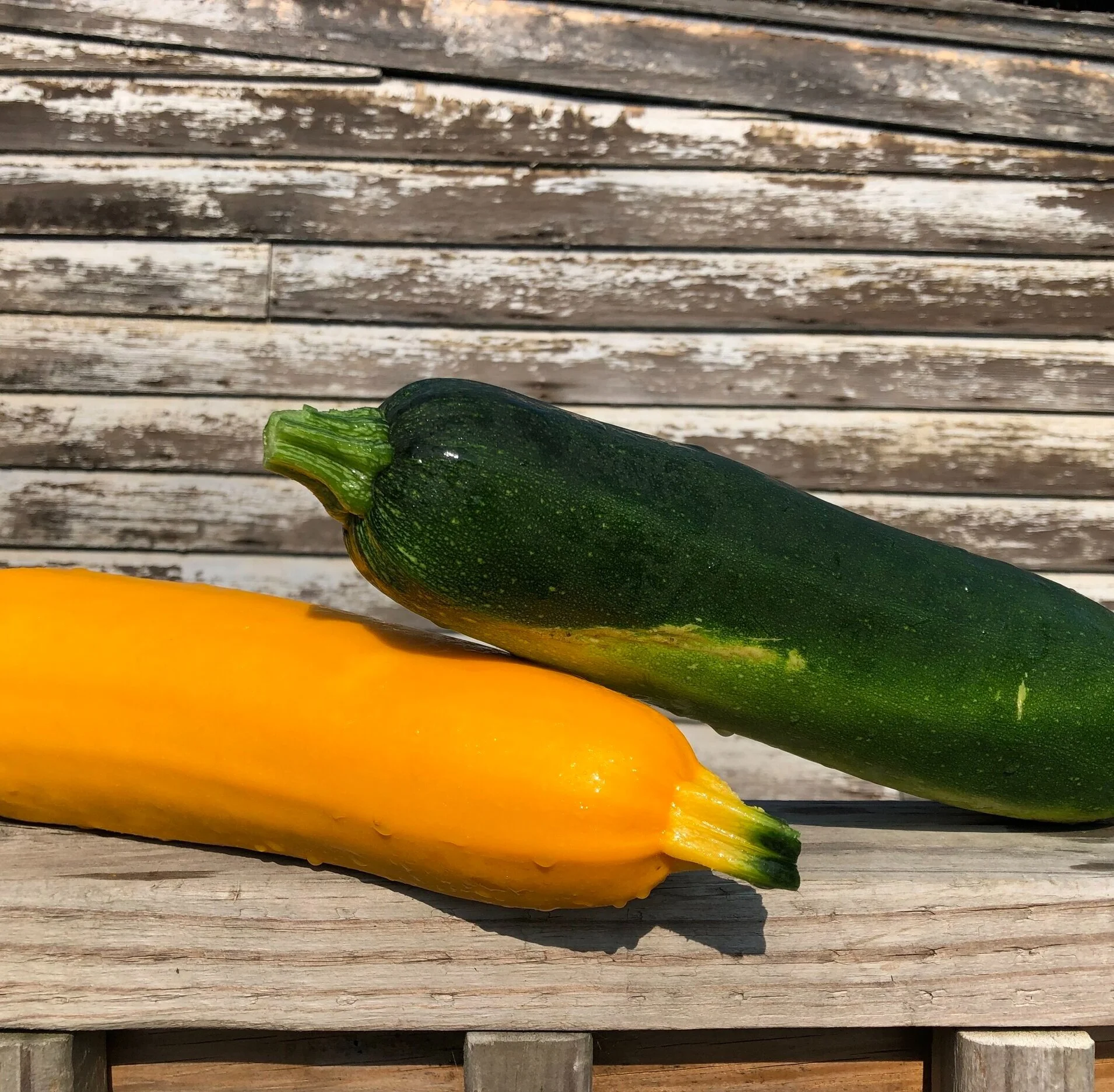 Zucchini 1.jpg