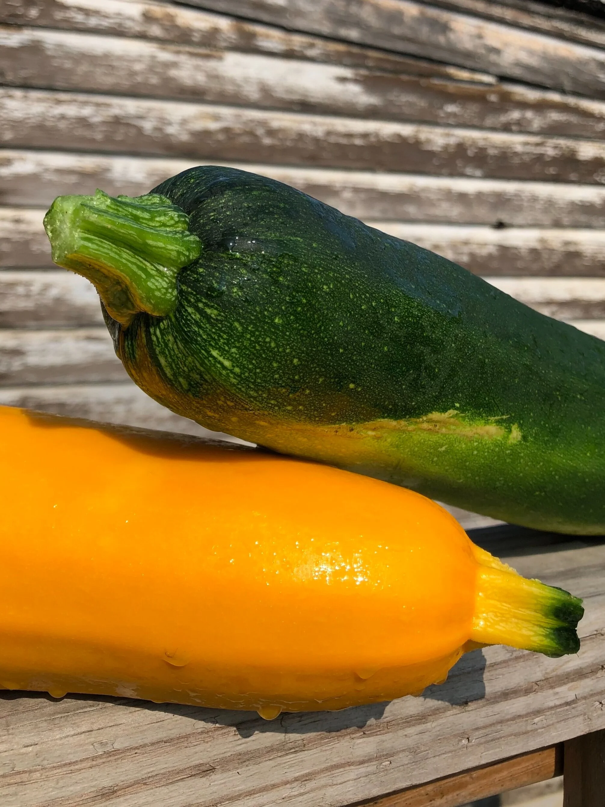 Zucchini 2.jpg