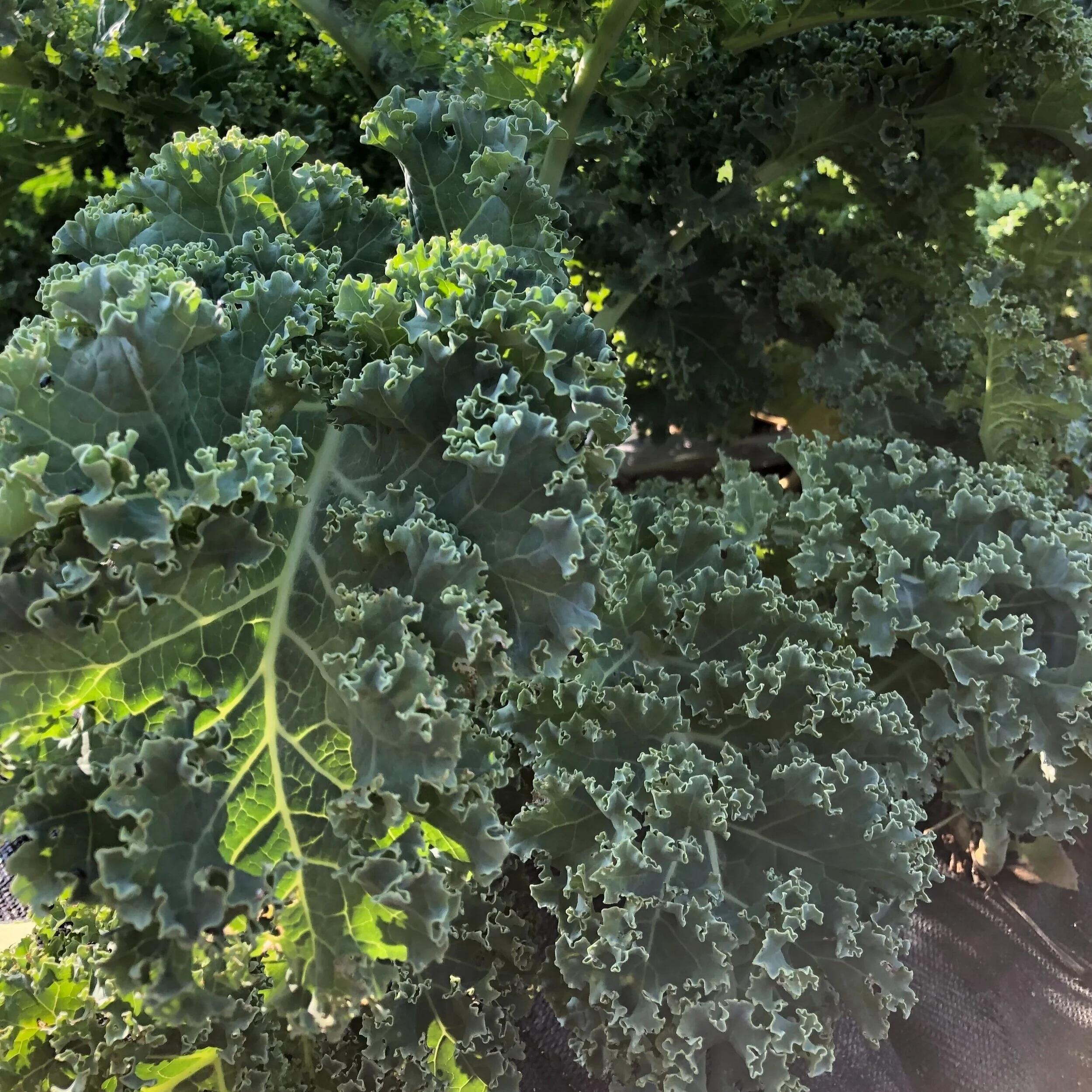 Kale.jpg