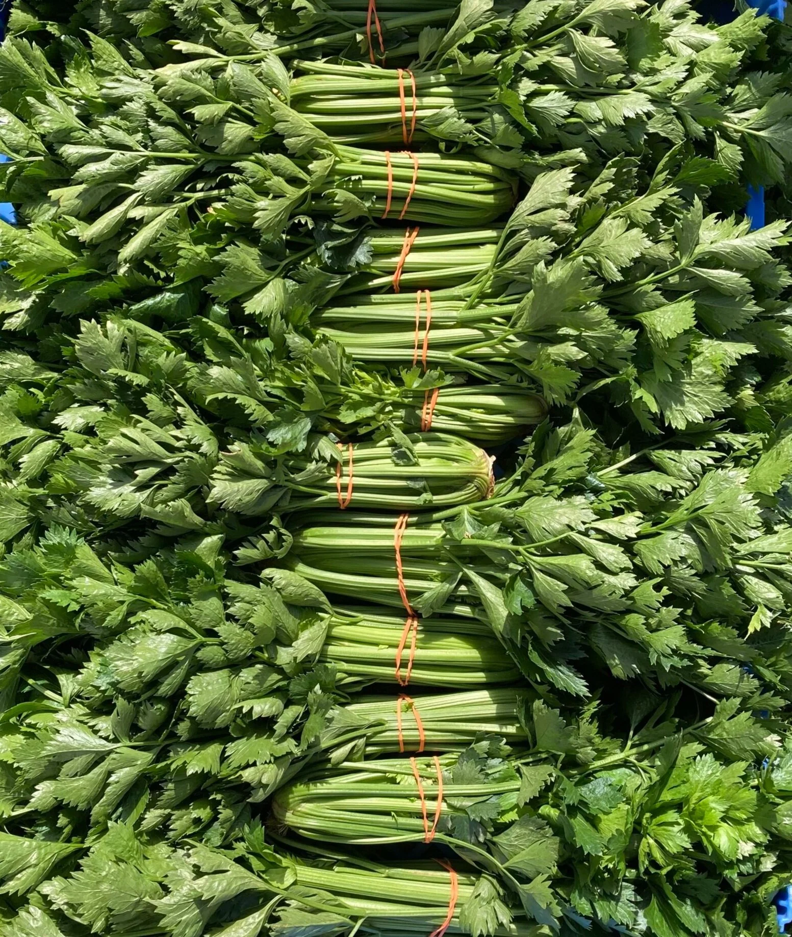 Celery.jpeg