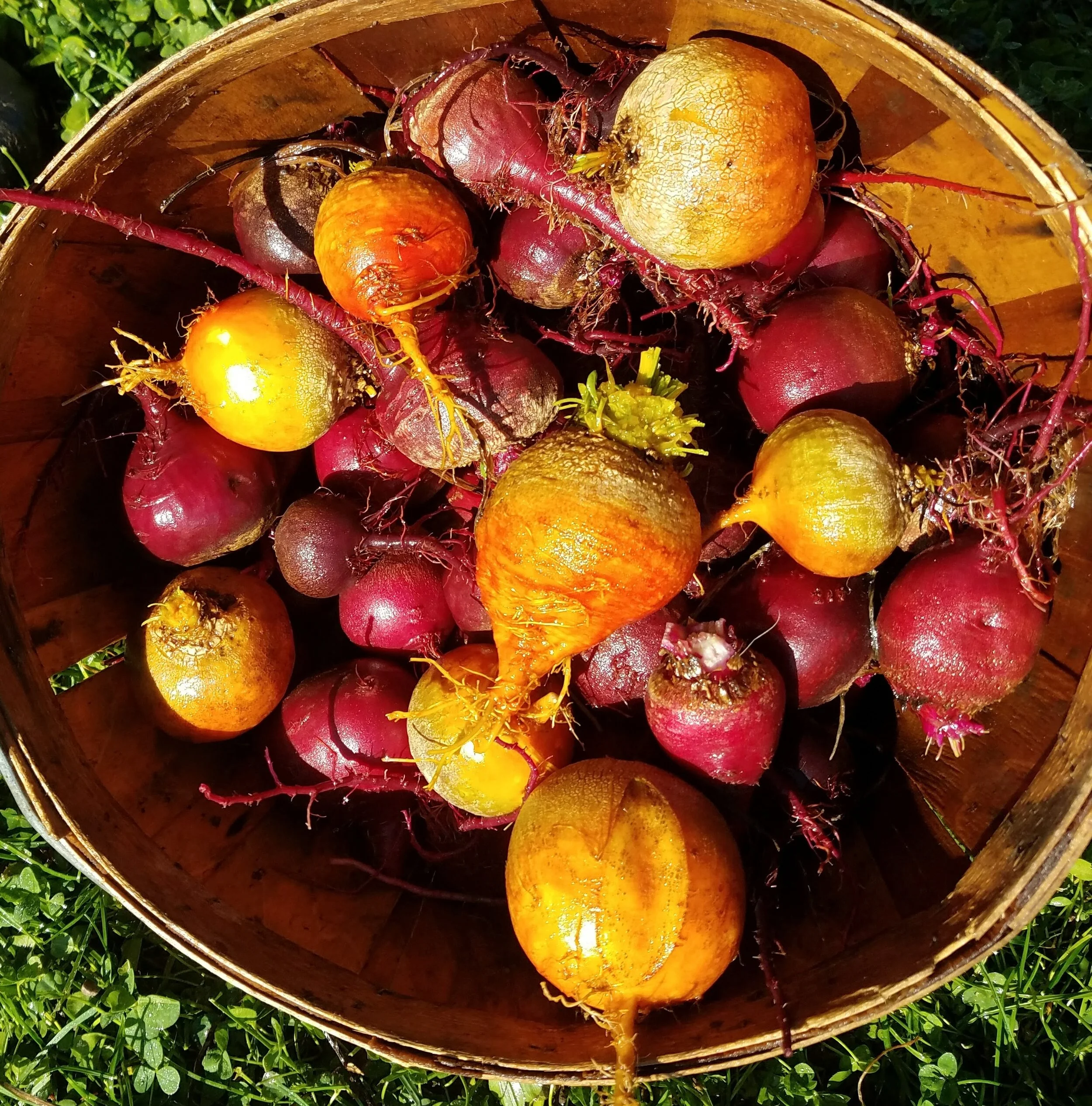 beets copy.jpg