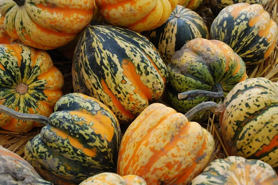 acorn-squash-1497141_960_720.jpg